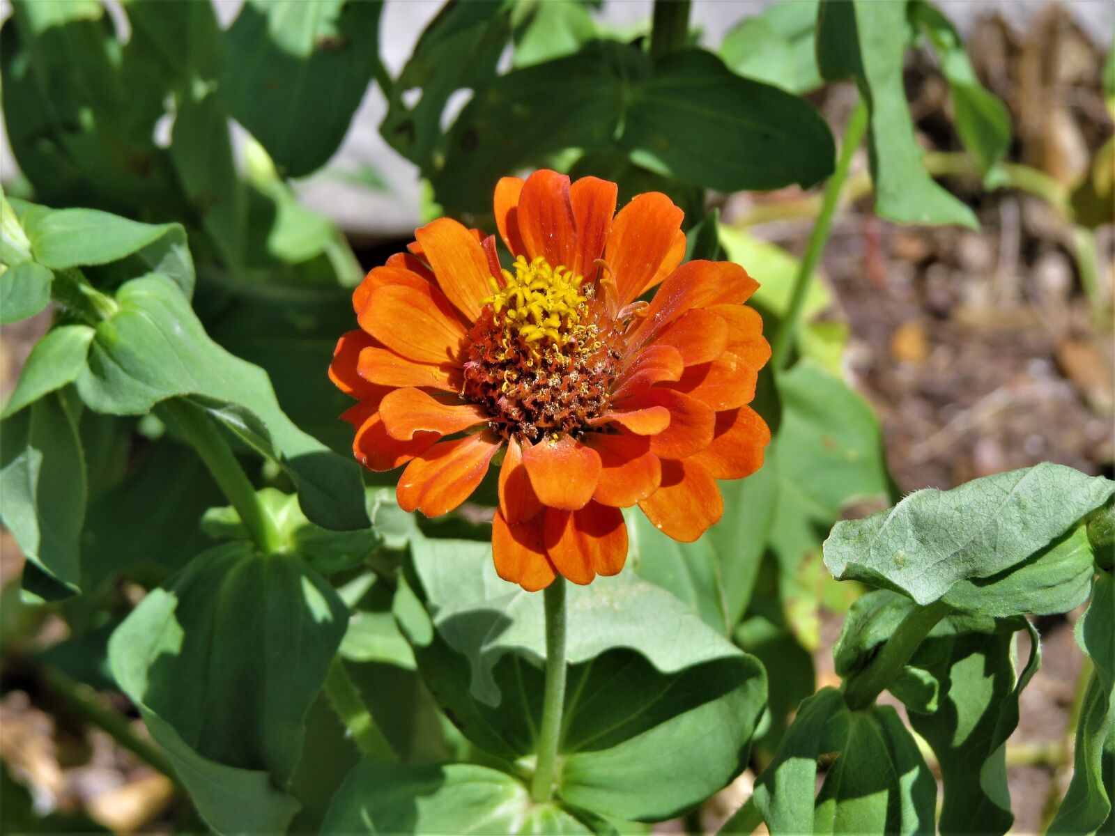 Canon PowerShot SX50 HS sample photo. Flower, orange, yellow photography