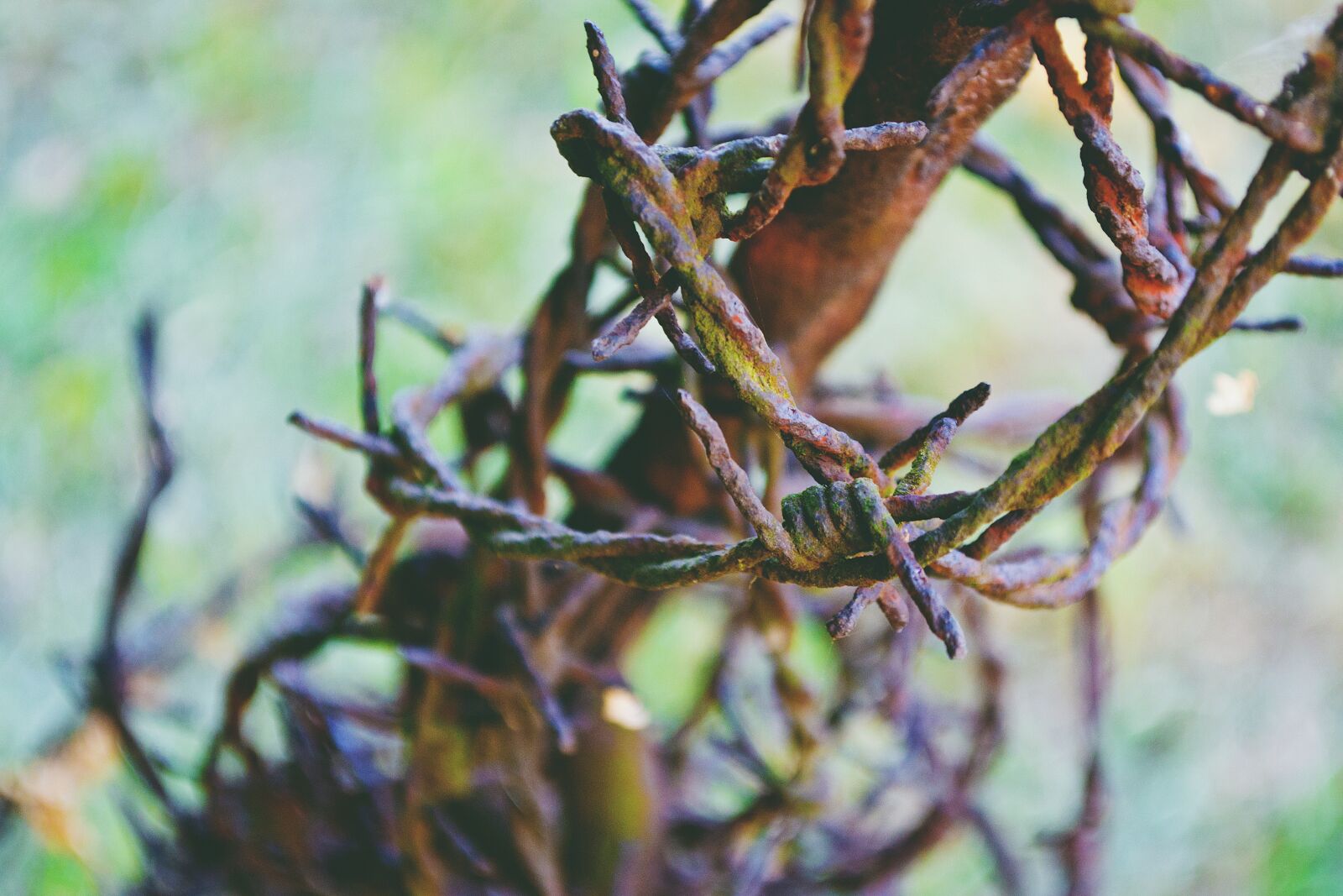 Nikon D3100 sample photo. Wire, work photography