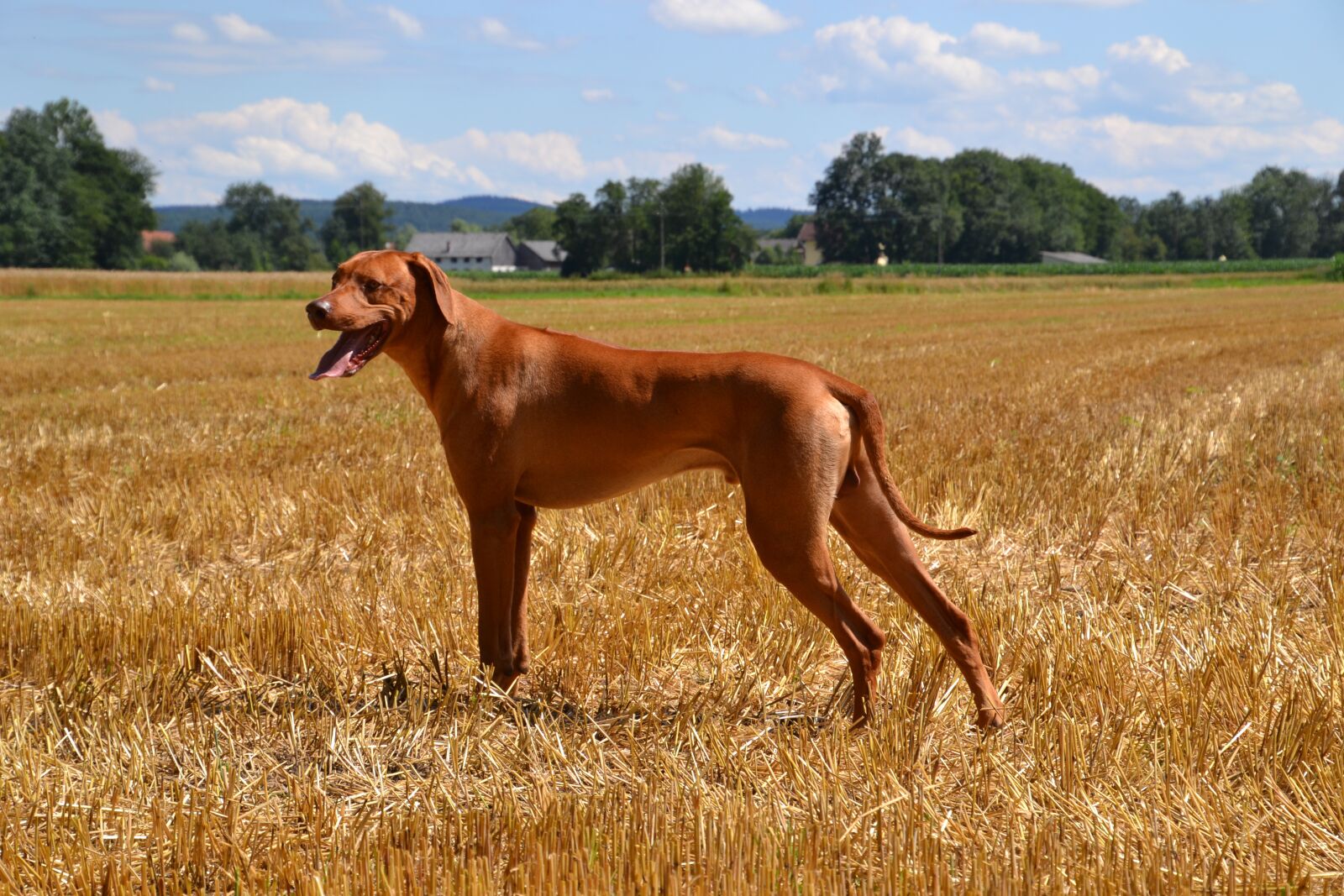 Nikon D3100 sample photo. Dog, guard dog, purebred photography