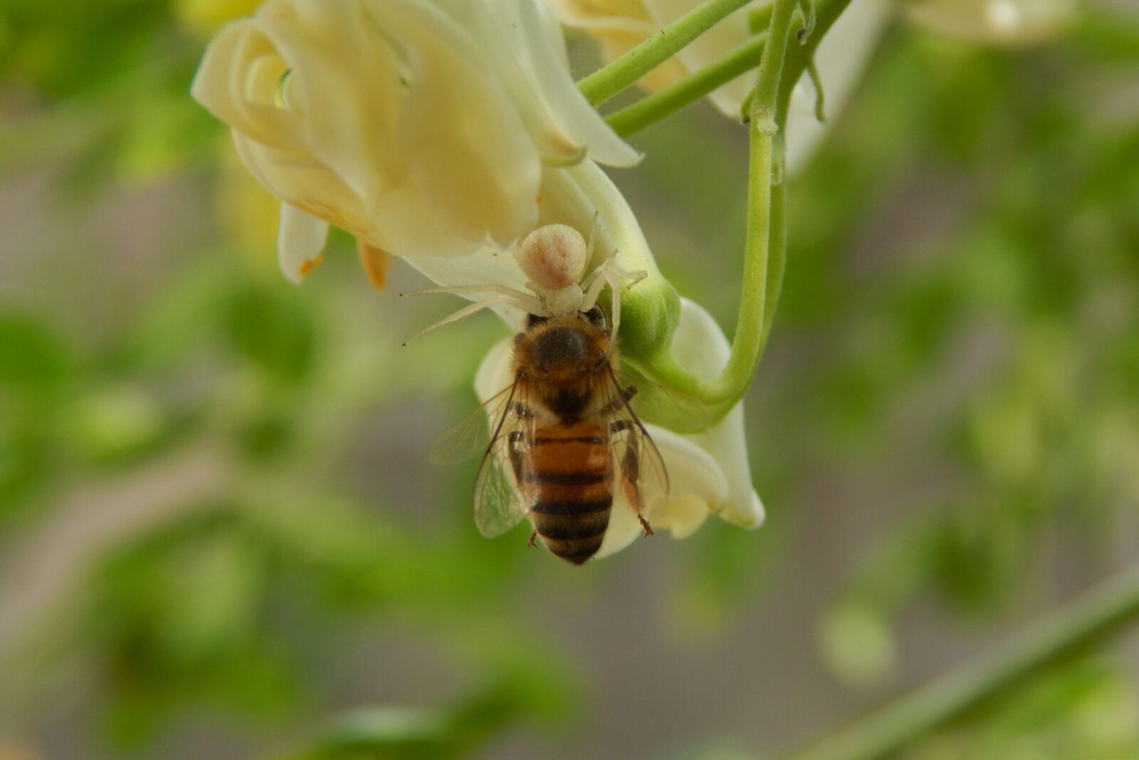 Nikon Coolpix L820 sample photo. Bee, insects, nature photography