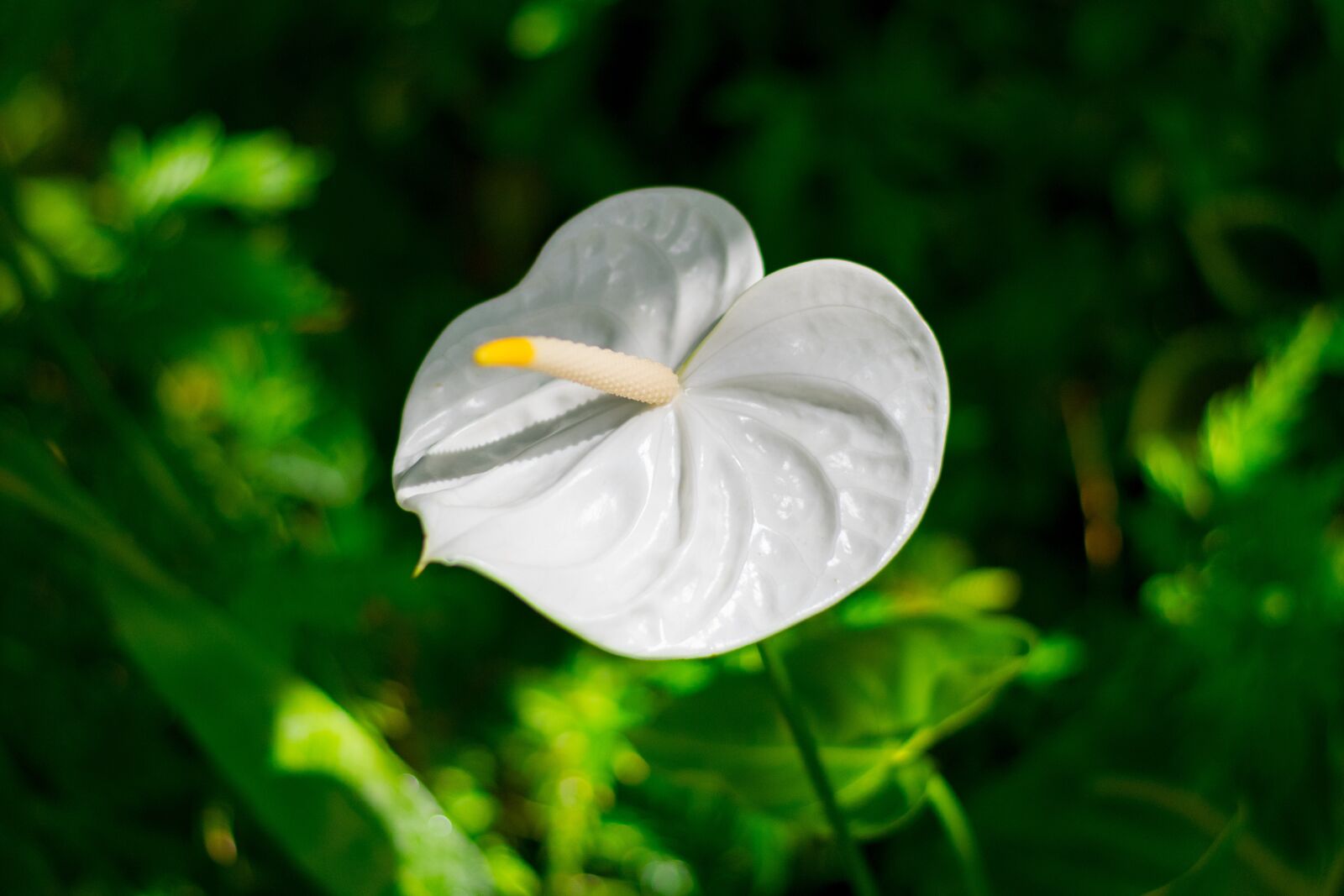Nikon D3400 sample photo. Flower, florida, garden photography