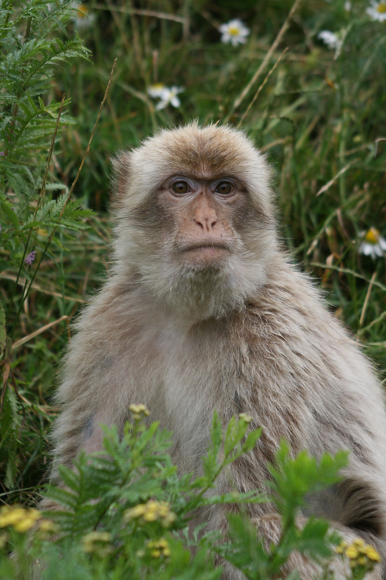Canon EOS 400D (EOS Digital Rebel XTi / EOS Kiss Digital X) sample photo. Monkey, face to face photography