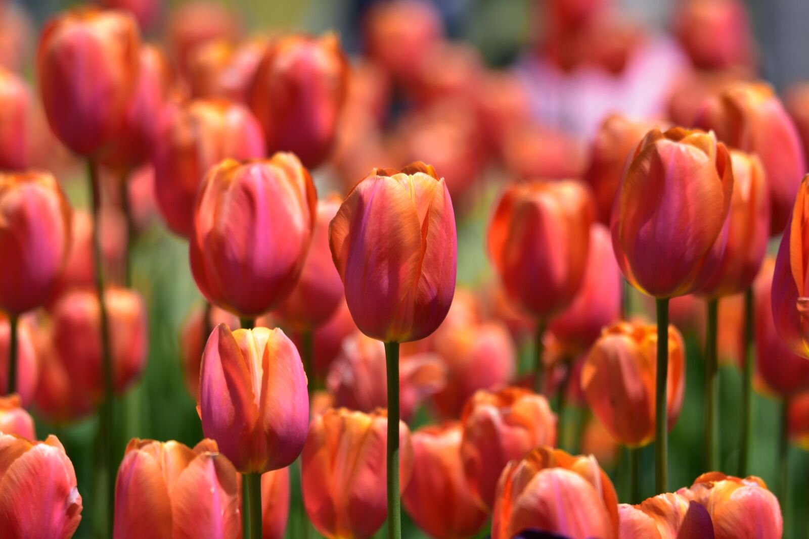 Nikon D7200 sample photo. Natural, landscape, flowers photography