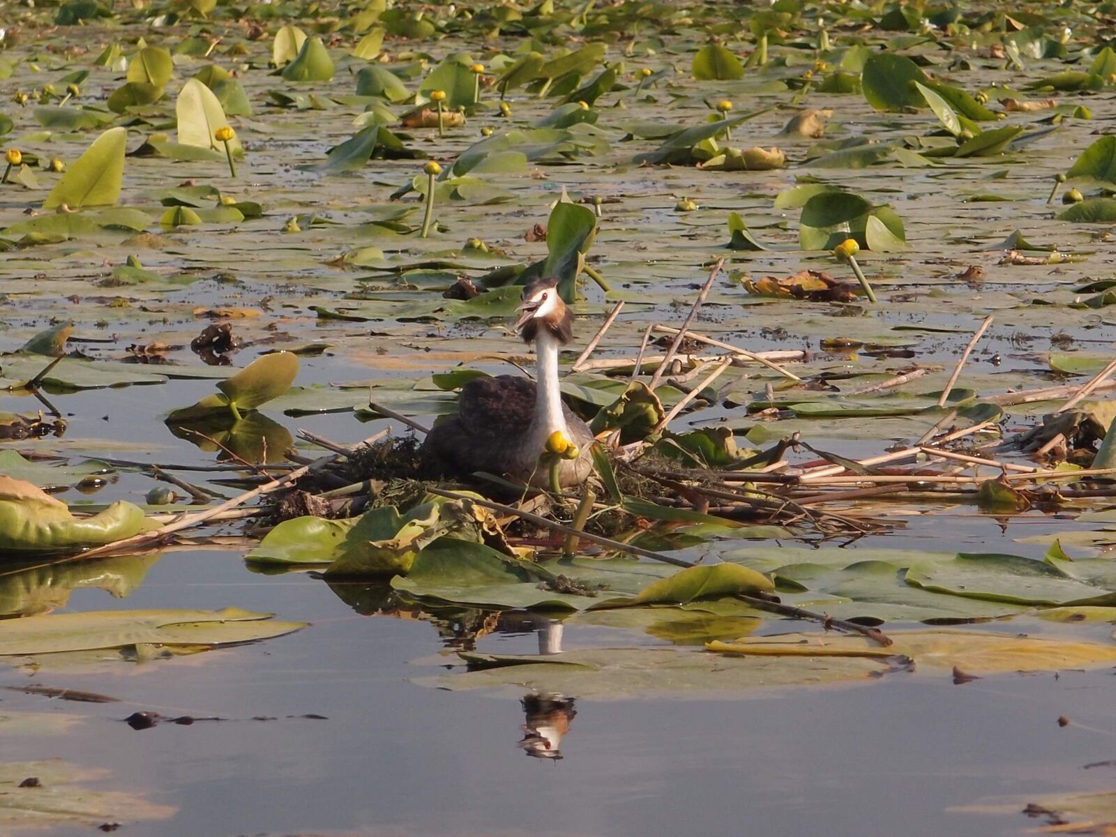 Olympus XZ-1 sample photo. The great crested grebe photography