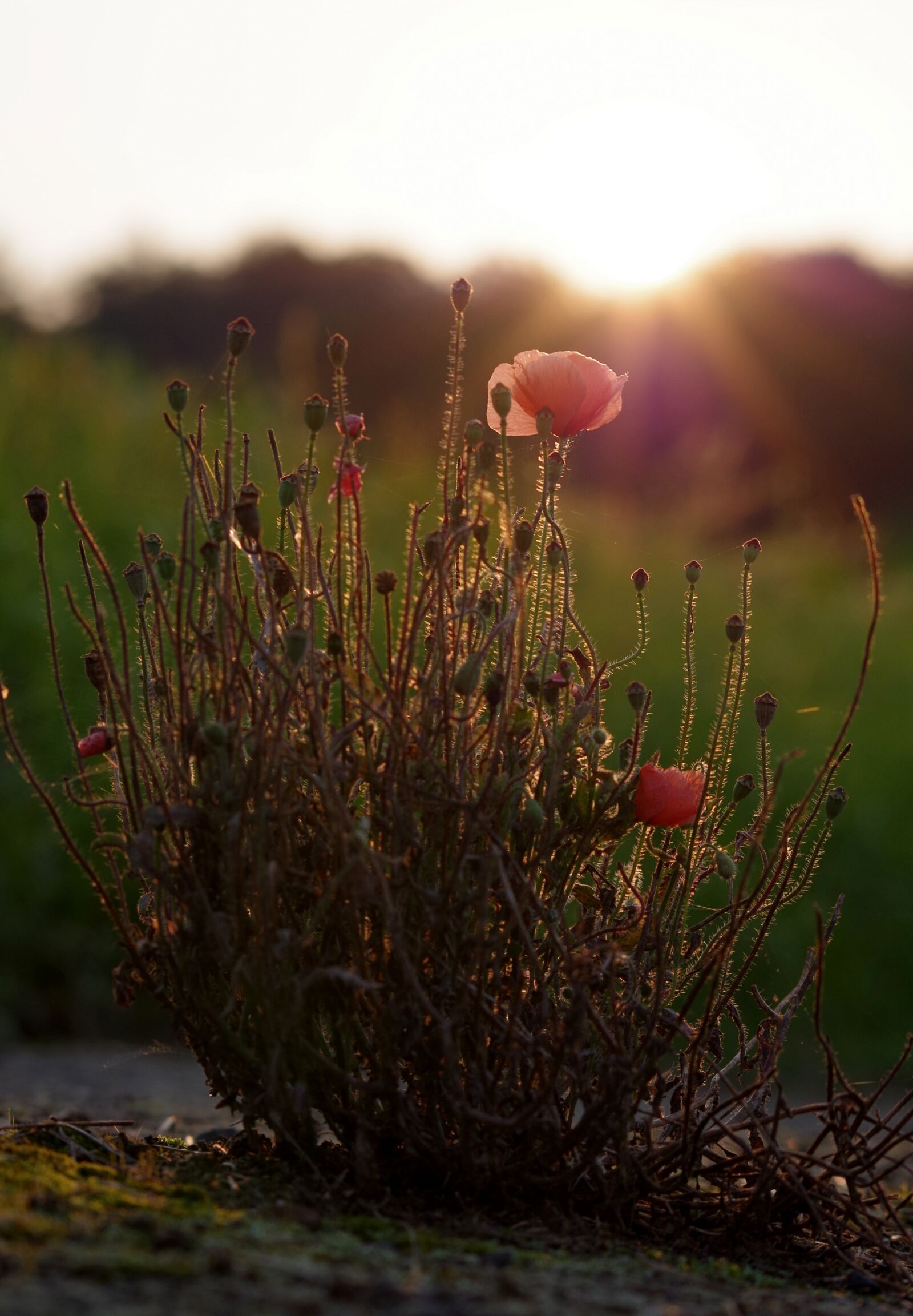 Pentax K-30 sample photo. Poppy, backlighting, edge of photography