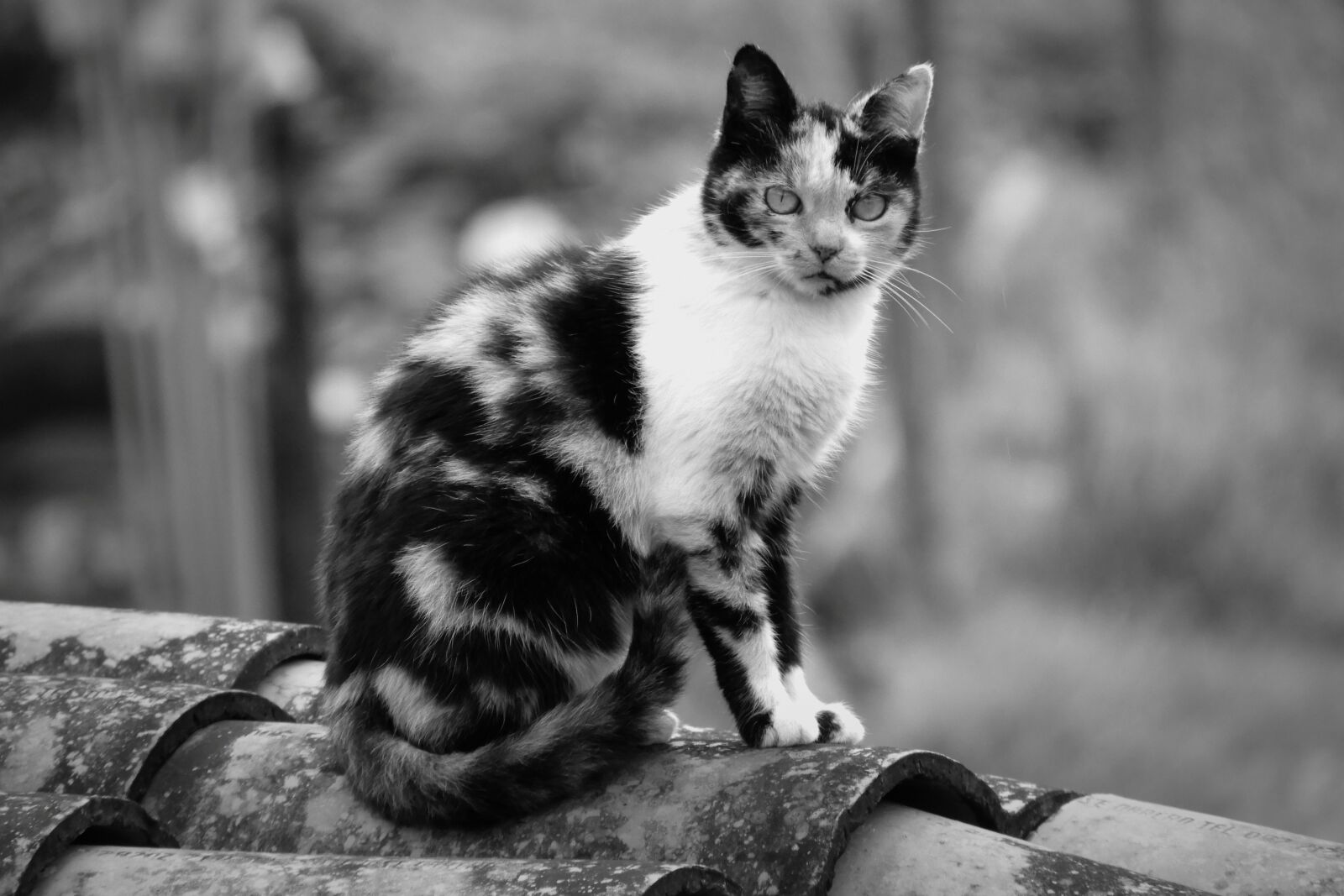 Nikon Coolpix B700 sample photo. Black and white, cat photography