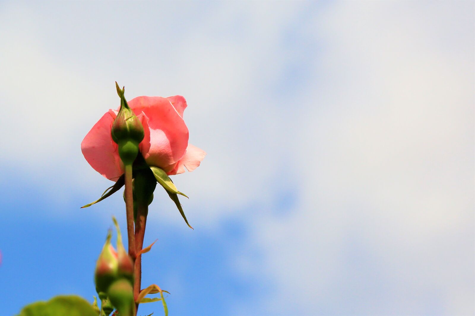 Canon EOS 5D Mark III sample photo. Rose, background, spring photography