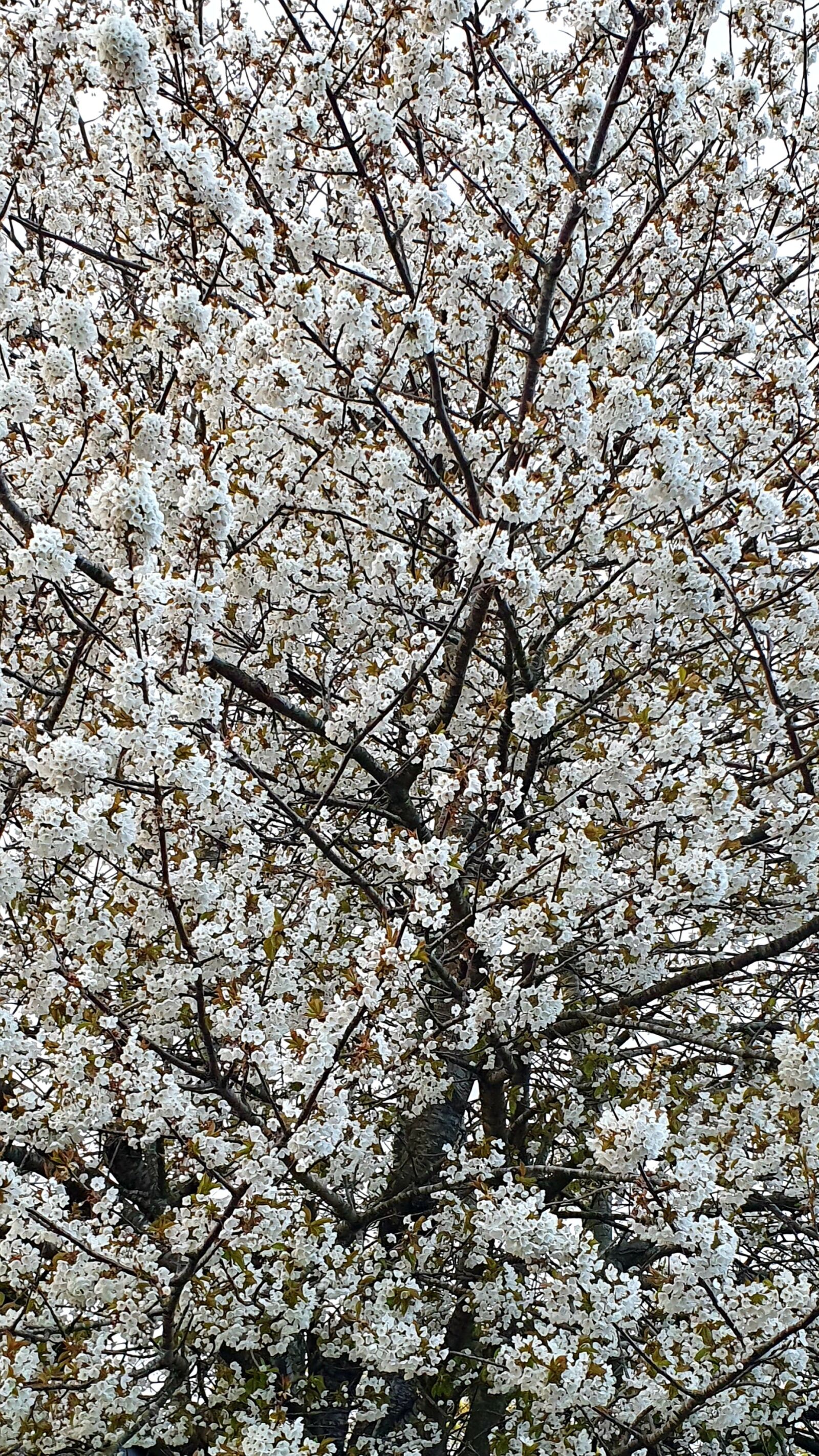 Samsung Galaxy S10+ sample photo. Blossom, tree, spring photography