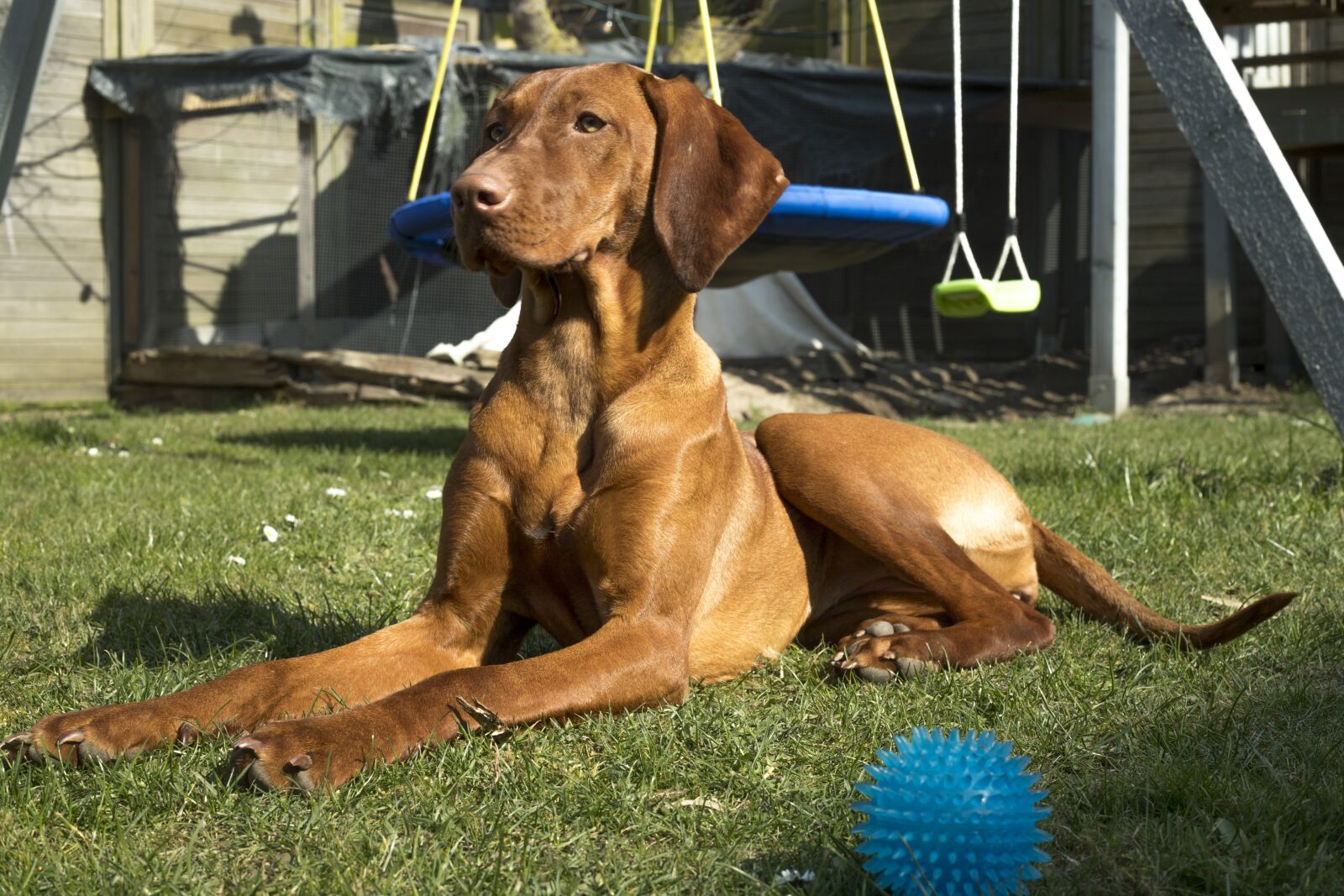 Canon EF 50mm F1.8 II sample photo. Dog, garden, viszla photography