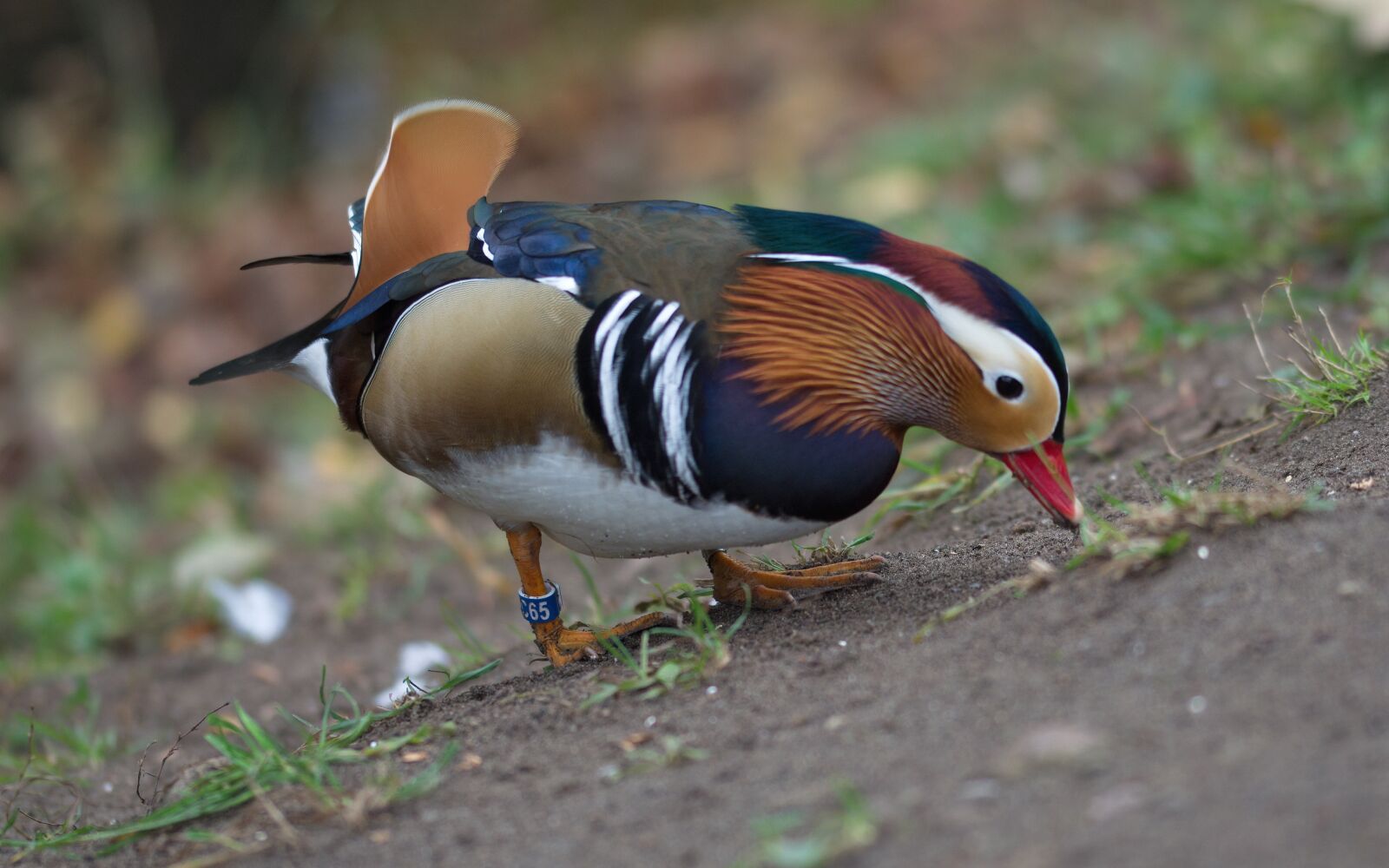 Nikon D5100 sample photo. The duck, mandarin, bird photography