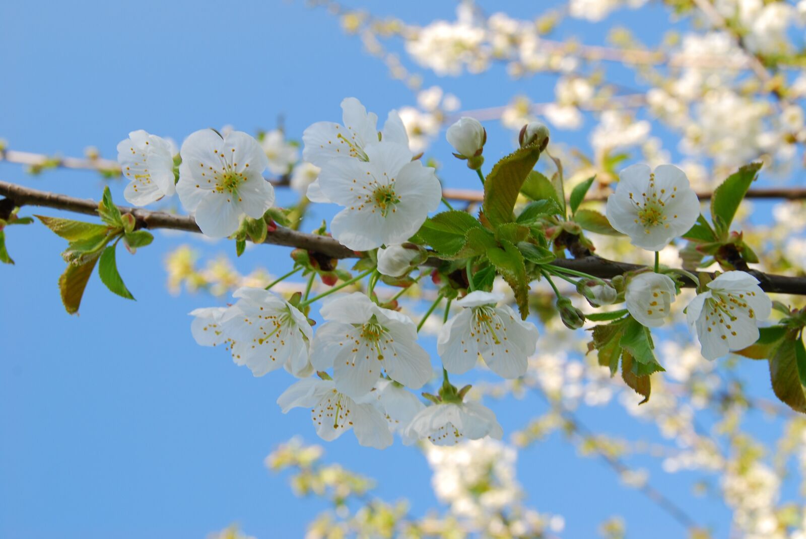 Nikon D80 sample photo. Cherry, blossom, bloom photography
