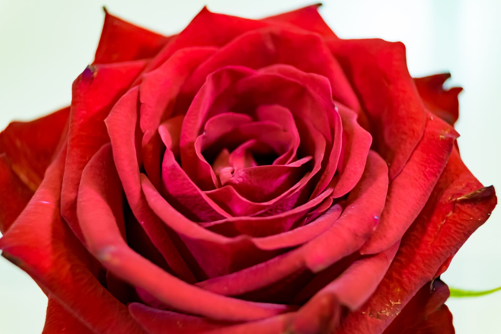 Fujifilm X-T10 sample photo. Rose, red, the petals photography