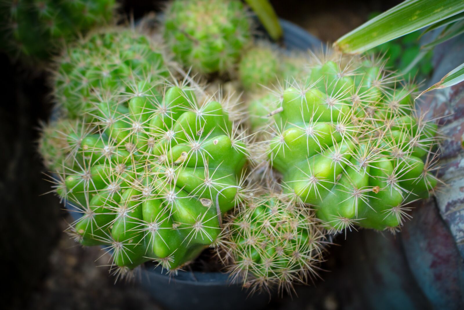 Canon EOS 700D (EOS Rebel T5i / EOS Kiss X7i) sample photo. Plant, spikes, thorns photography