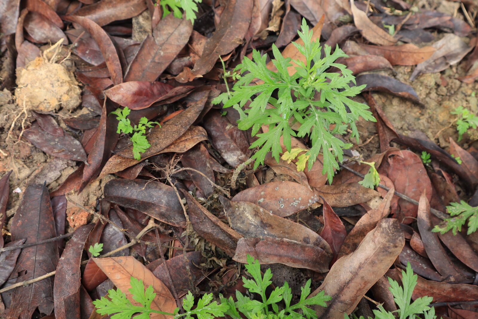 Canon EOS M50 (EOS Kiss M) sample photo. The leaves, land, tree photography
