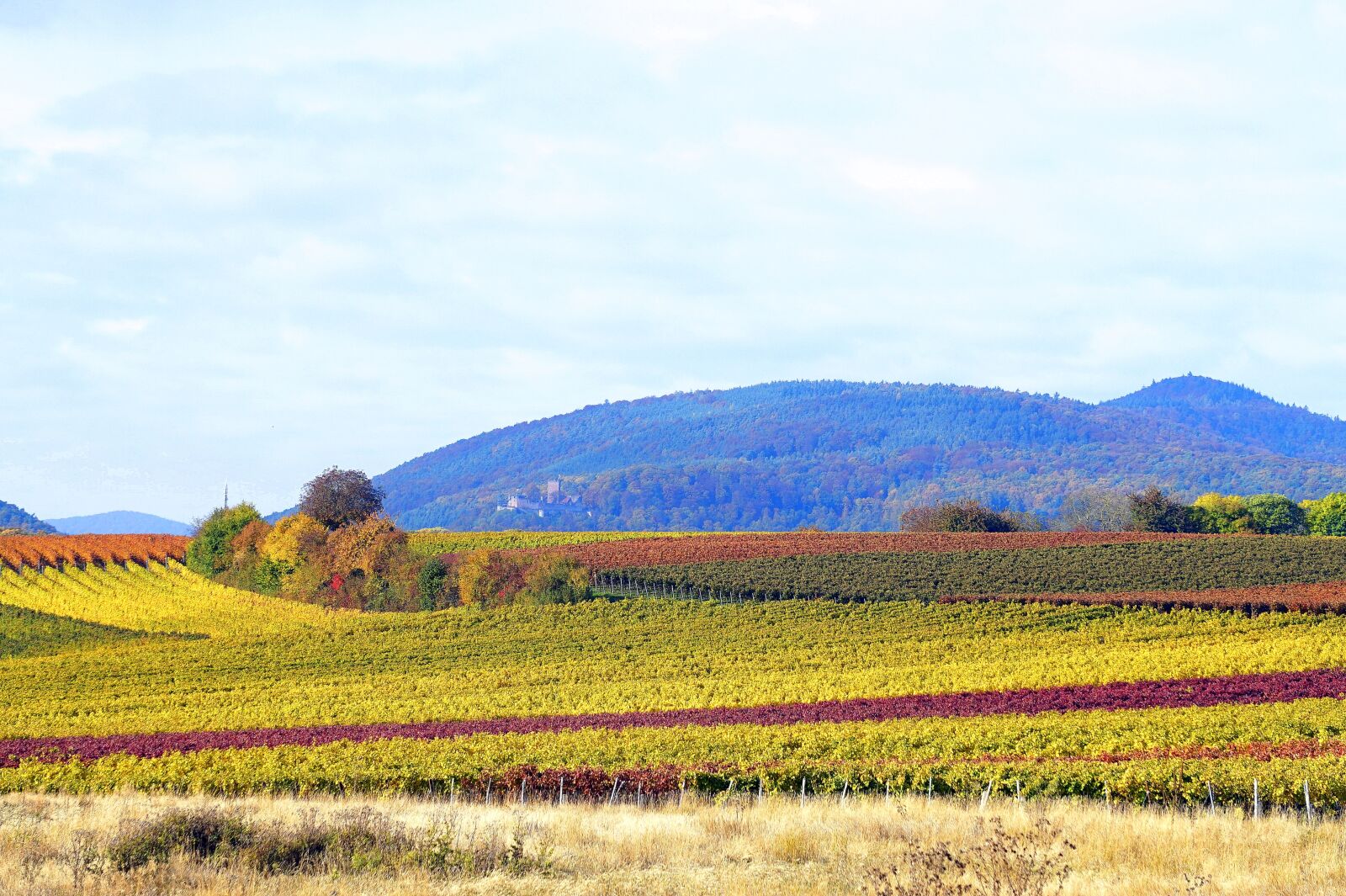 Sony Alpha a5000 (ILCE 5000) + Sony E 55-210mm F4.5-6.3 OSS sample photo. Vineyards, autumn, landscape photography