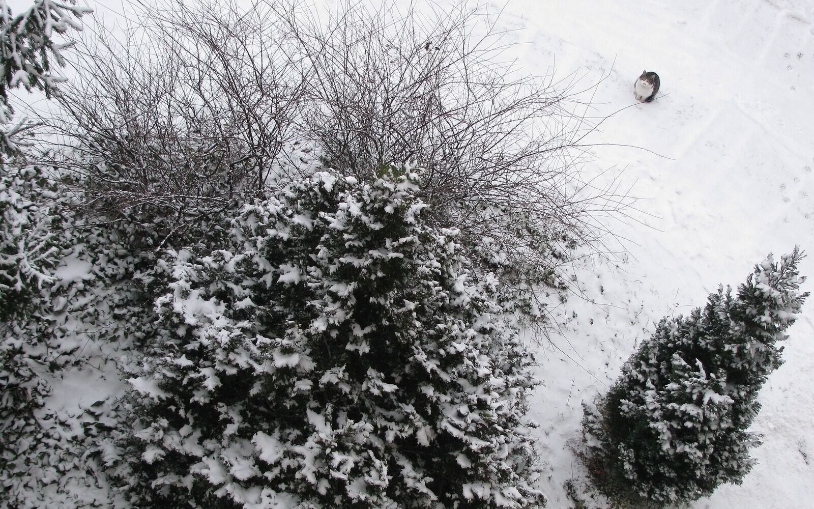 Canon PowerShot SX110 IS sample photo. Winter, snow, trees photography
