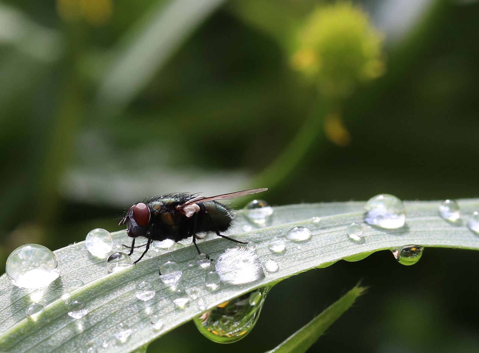 Canon EOS 200D (EOS Rebel SL2 / EOS Kiss X9) sample photo. Insect, fly, close up photography