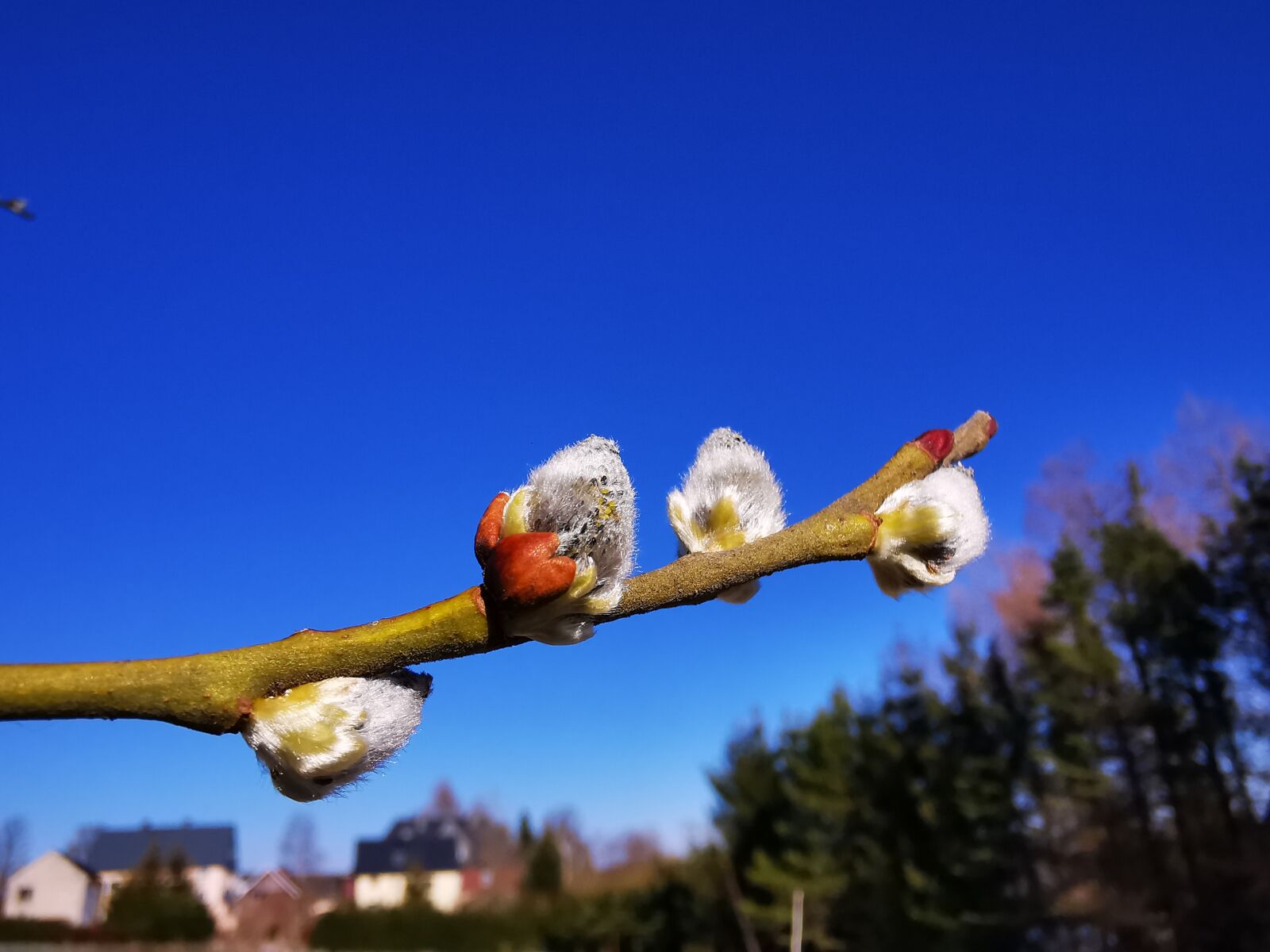 HUAWEI P30 Pro sample photo. Willow catkin, spring, deutscheinsiedel photography