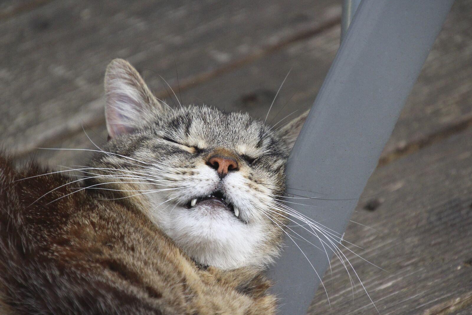 Canon EOS 700D (EOS Rebel T5i / EOS Kiss X7i) sample photo. Cat, head, tired photography