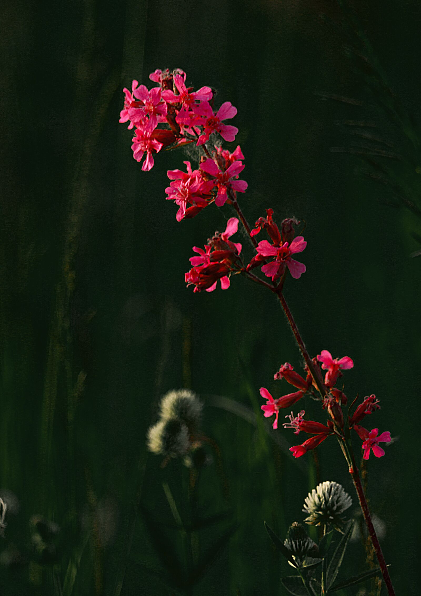 Canon EOS 1200D (EOS Rebel T5 / EOS Kiss X70 / EOS Hi) sample photo. Flower, field, summer photography