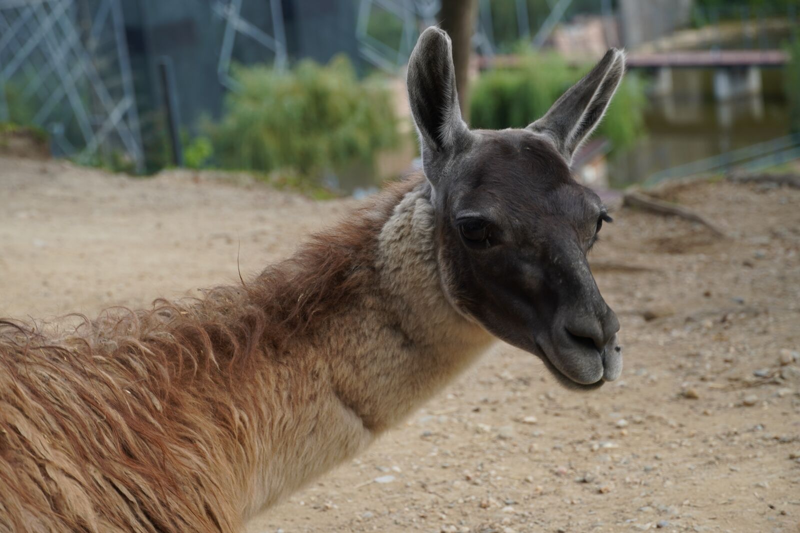 Sony a6400 sample photo. Guanaco, animal, farm photography