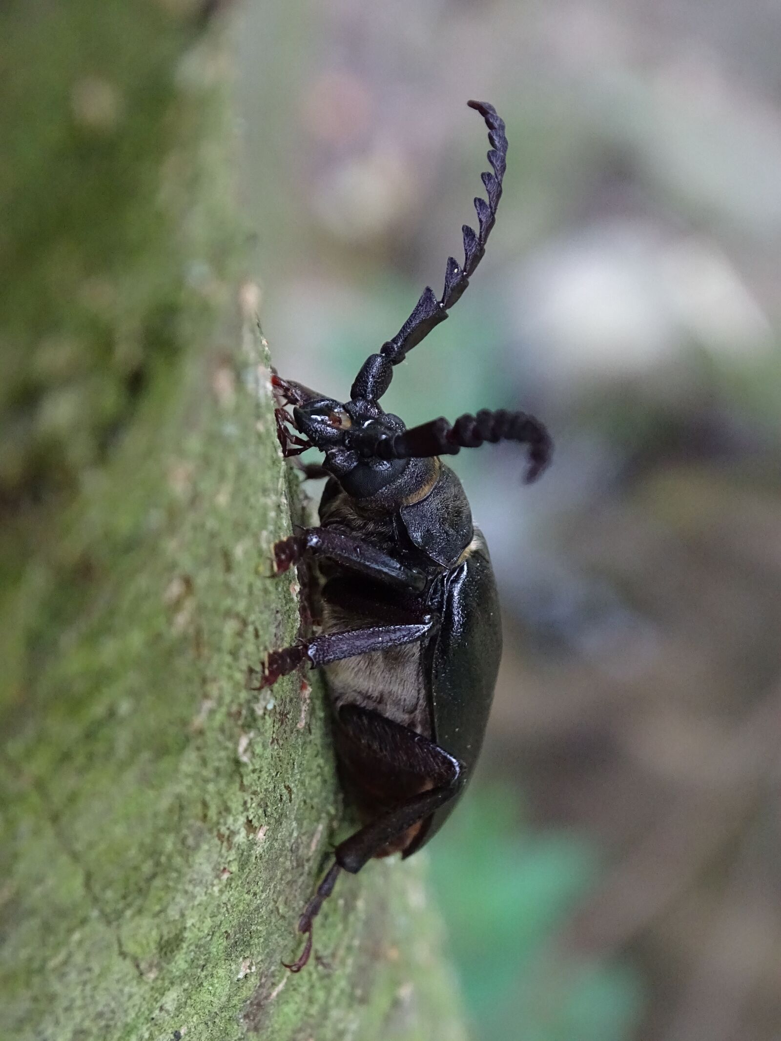 Sony Cyber-shot DSC-HX400V sample photo. Beetle, macro, nature photography