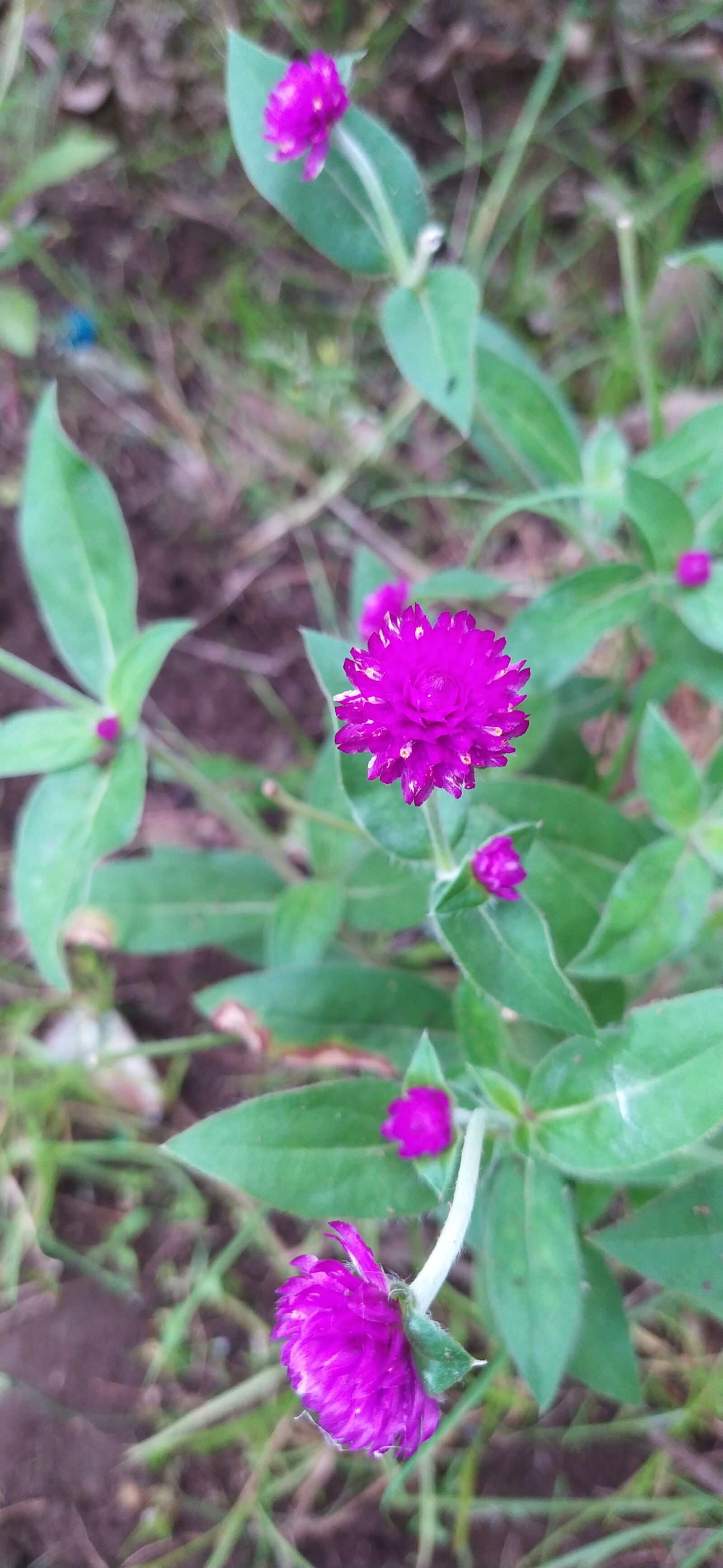 Xiaomi Redmi Note 8 sample photo. Flowers, grass, beautiful photography