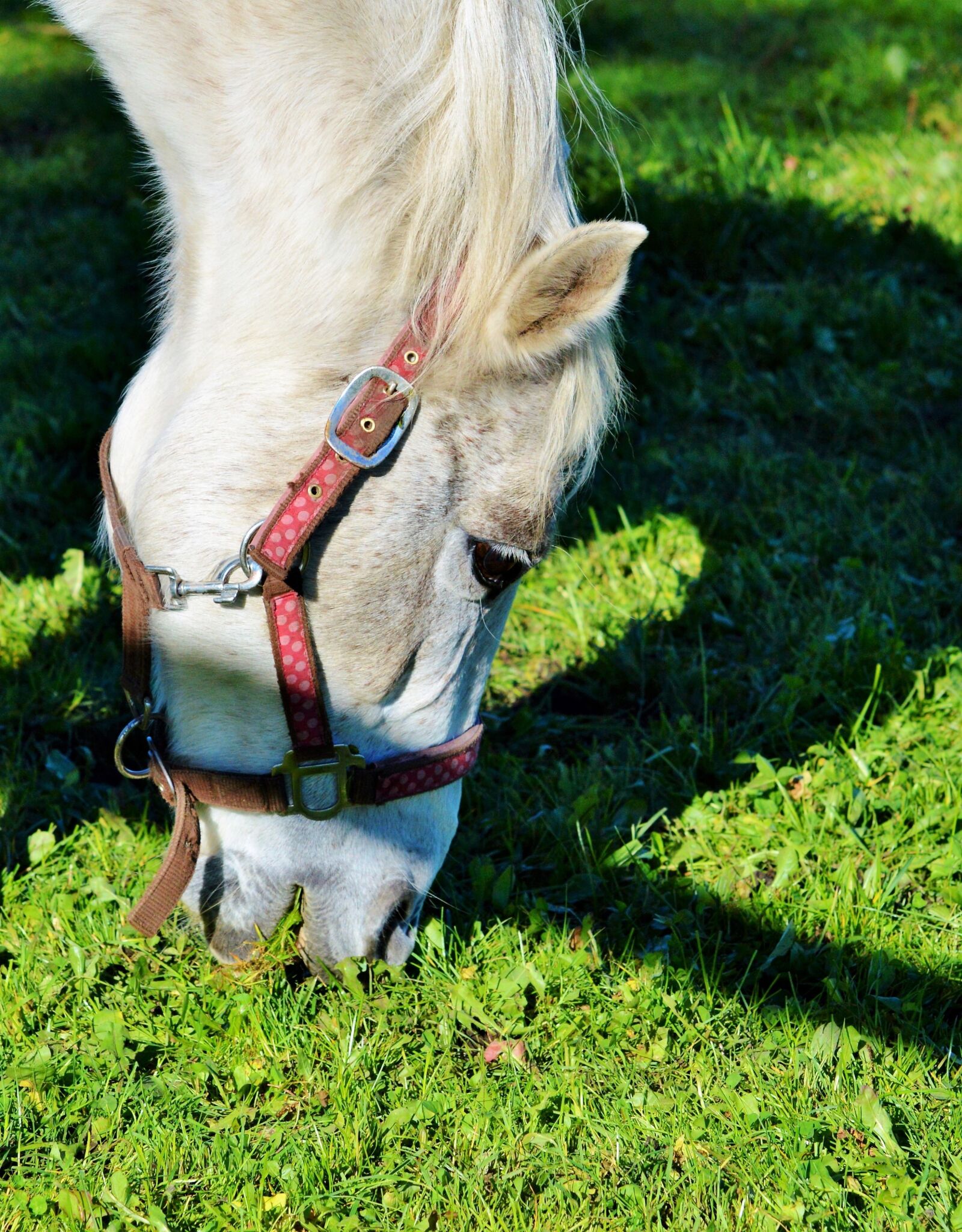 Nikon D3200 sample photo. Horse, ride, reiter photography