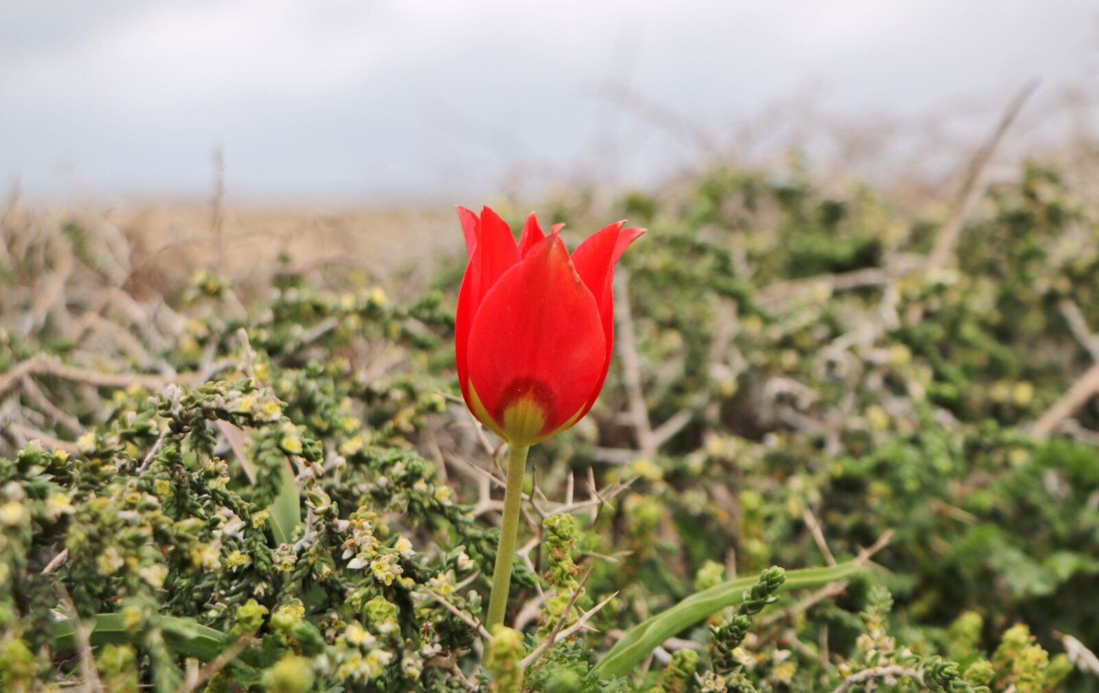 Canon EOS 760D (EOS Rebel T6s / EOS 8000D) sample photo. Flowers, nature, garden photography