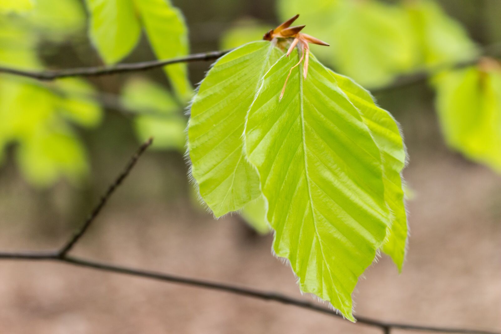 Canon EOS 100D (EOS Rebel SL1 / EOS Kiss X7) sample photo. Leaf, green, macro photography