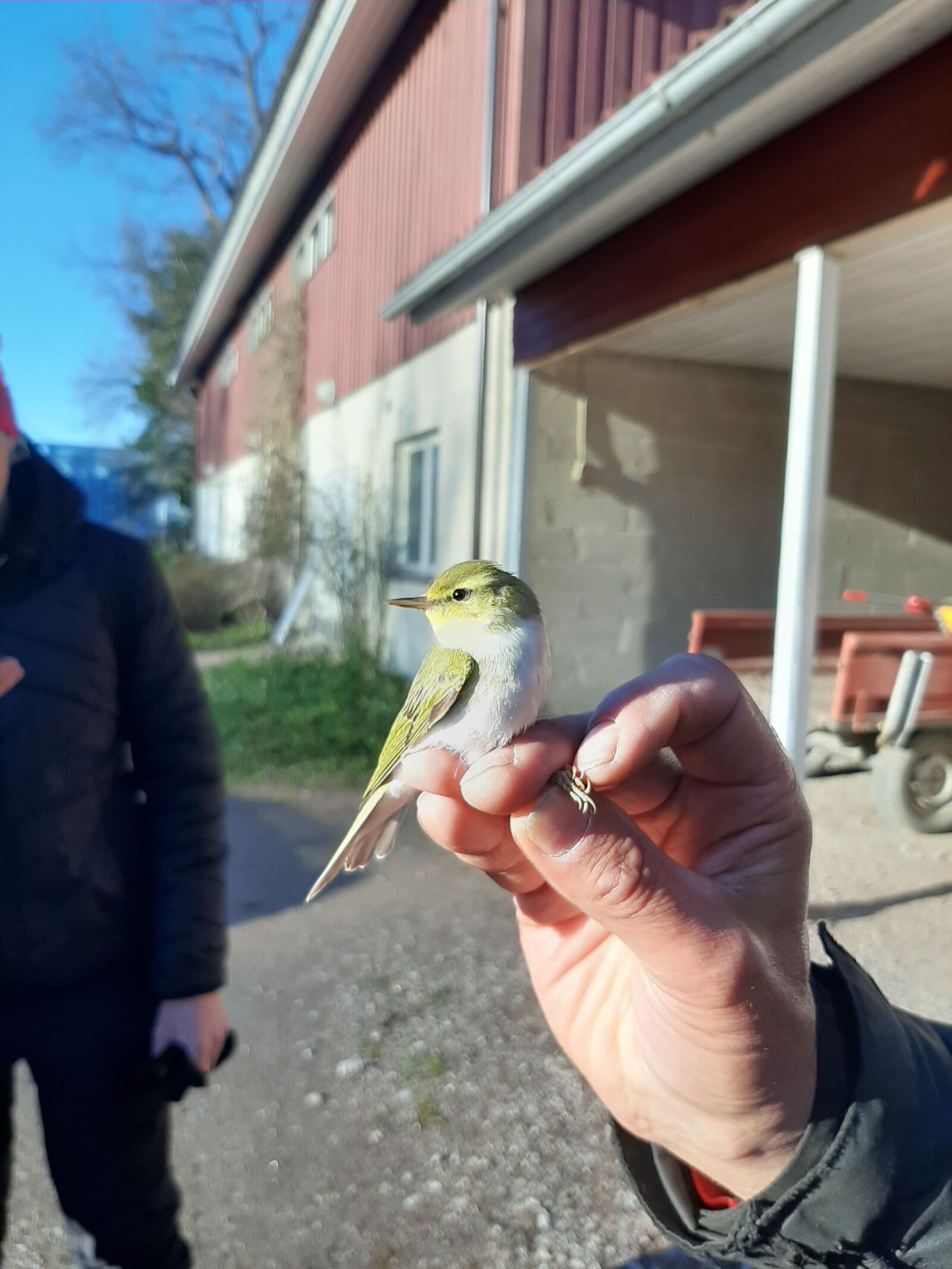 Samsung Galaxy A50 sample photo. Phylloscopus sibilatrix, wood warbler photography