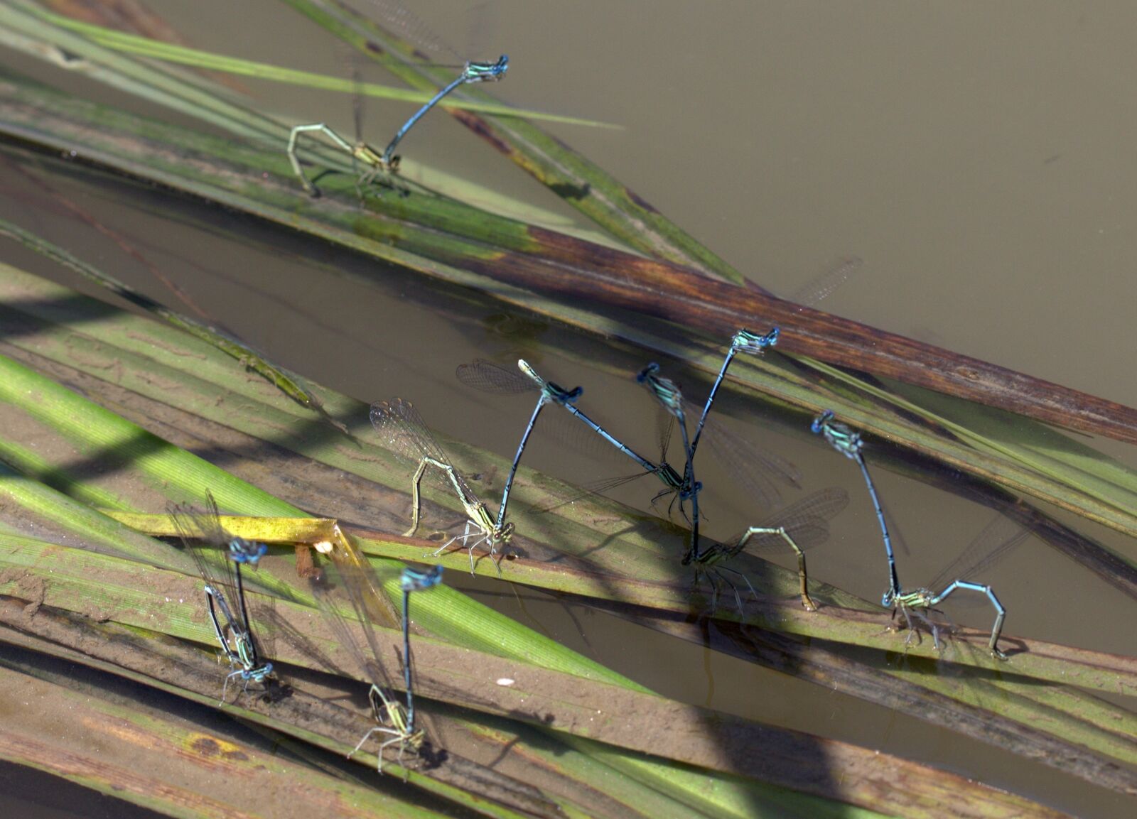 Canon EOS 700D (EOS Rebel T5i / EOS Kiss X7i) sample photo. Dragonflies, mating, water photography