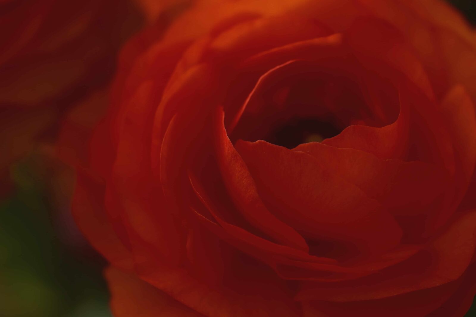 Nikon D3300 sample photo. Flower, rose, petal, plant photography