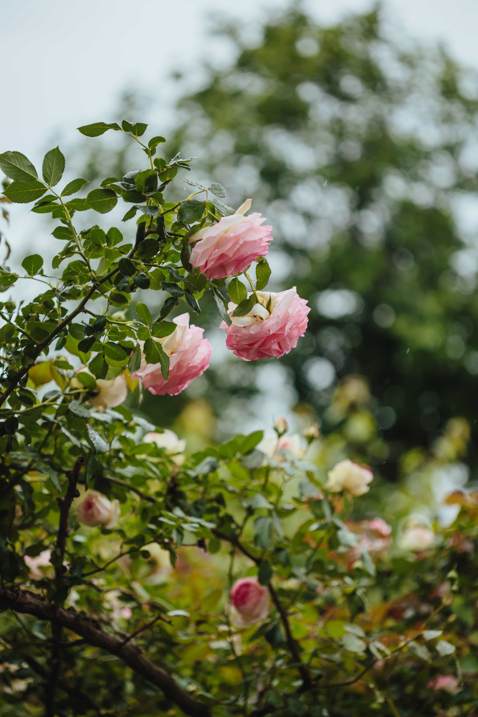 Canon EF 100mm F2.8 Macro USM sample photo. Roses, shrub, leaf, flower photography