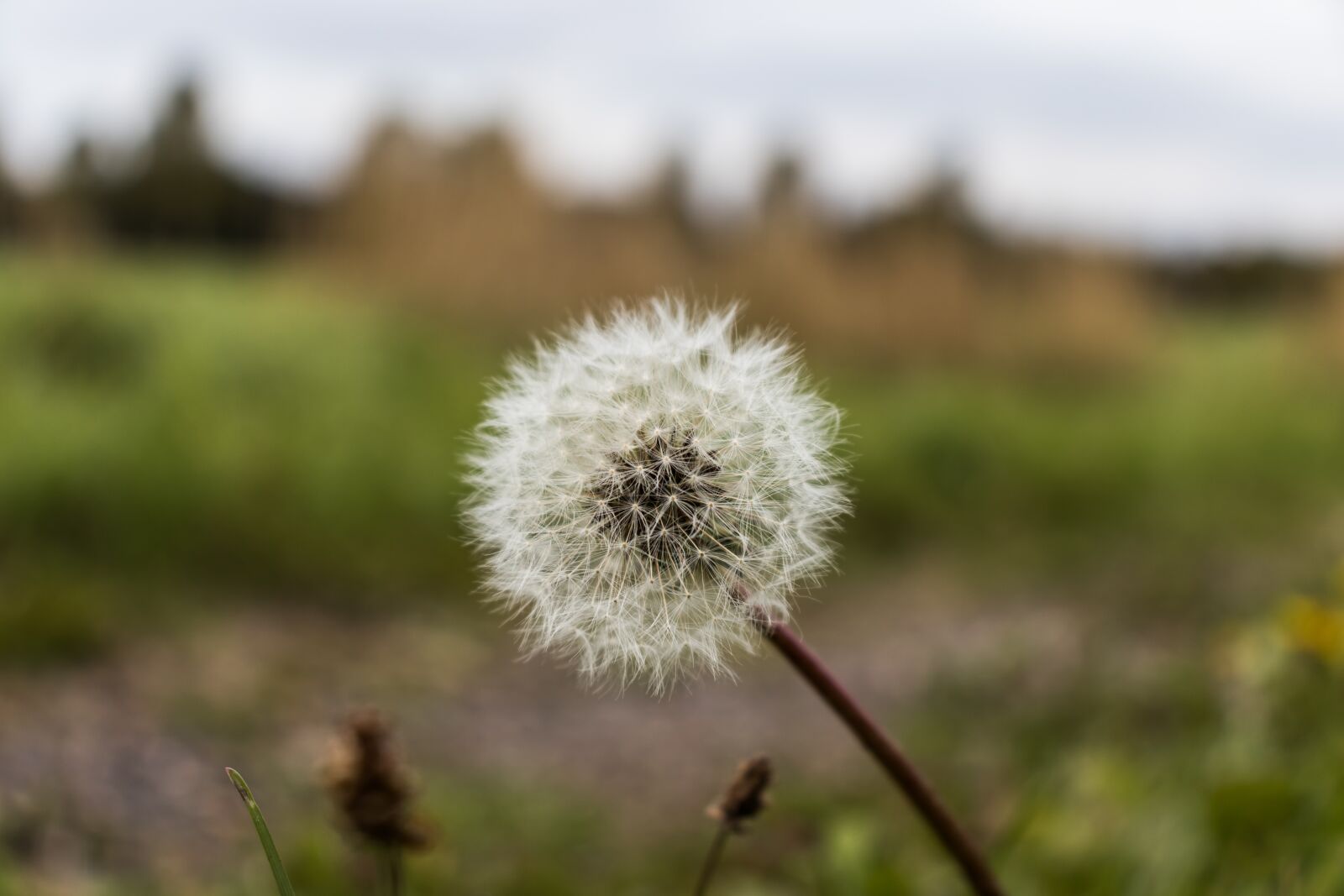 Canon EOS 200D (EOS Rebel SL2 / EOS Kiss X9) sample photo. Dandelion, macro, nature photography