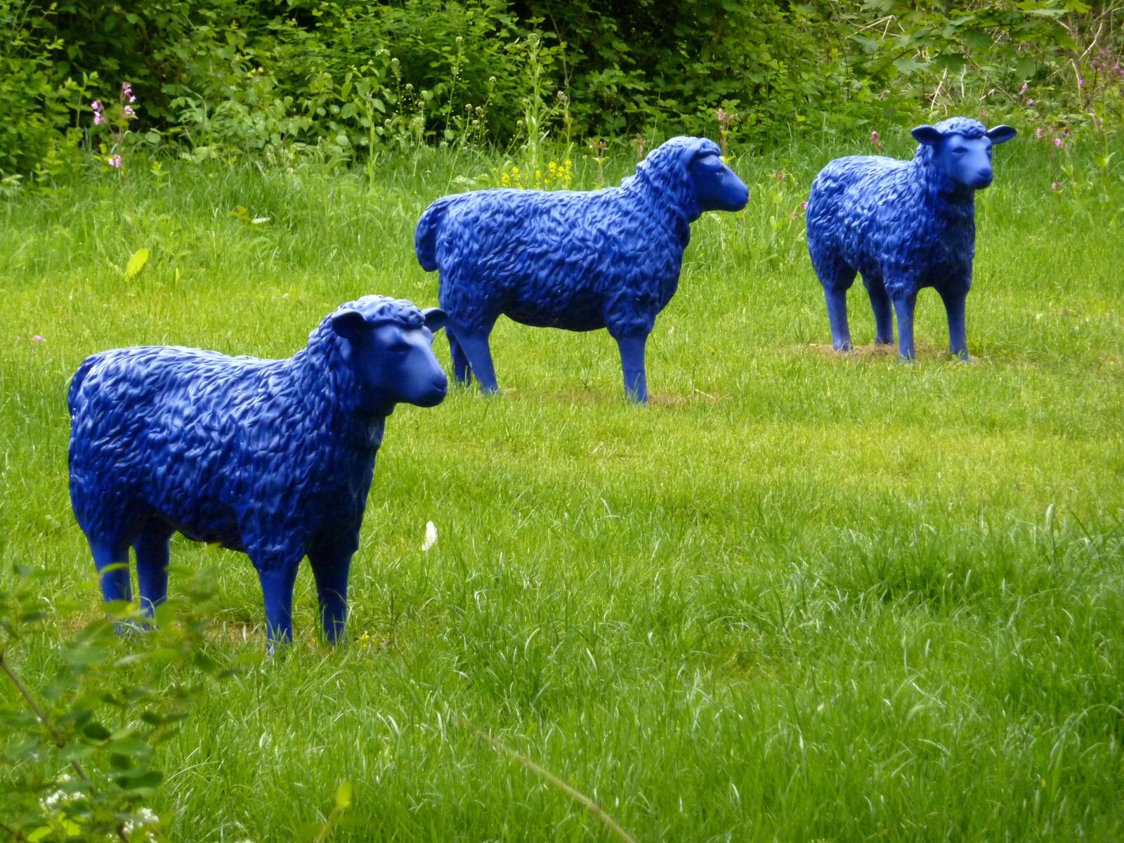 Panasonic Lumix DMC-ZS1 (Lumix DMC-TZ6) sample photo. Blue sheep, meadow, nature photography