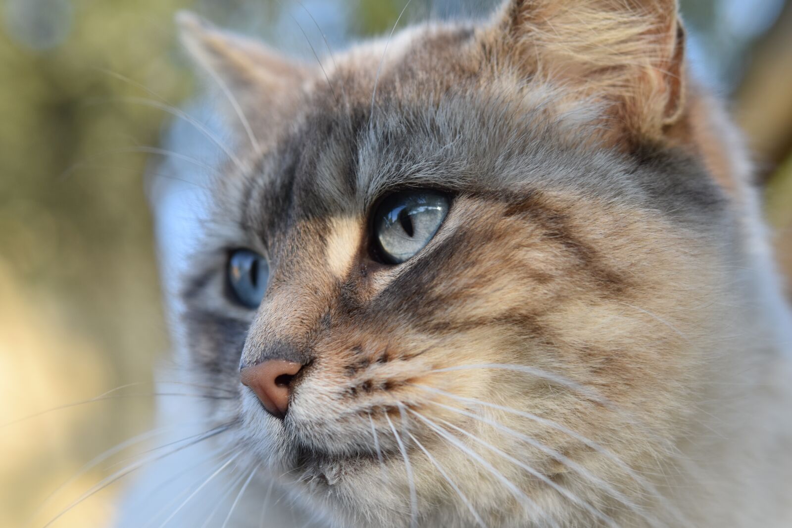 Nikon D5600 sample photo. Cat, portrait of cat photography