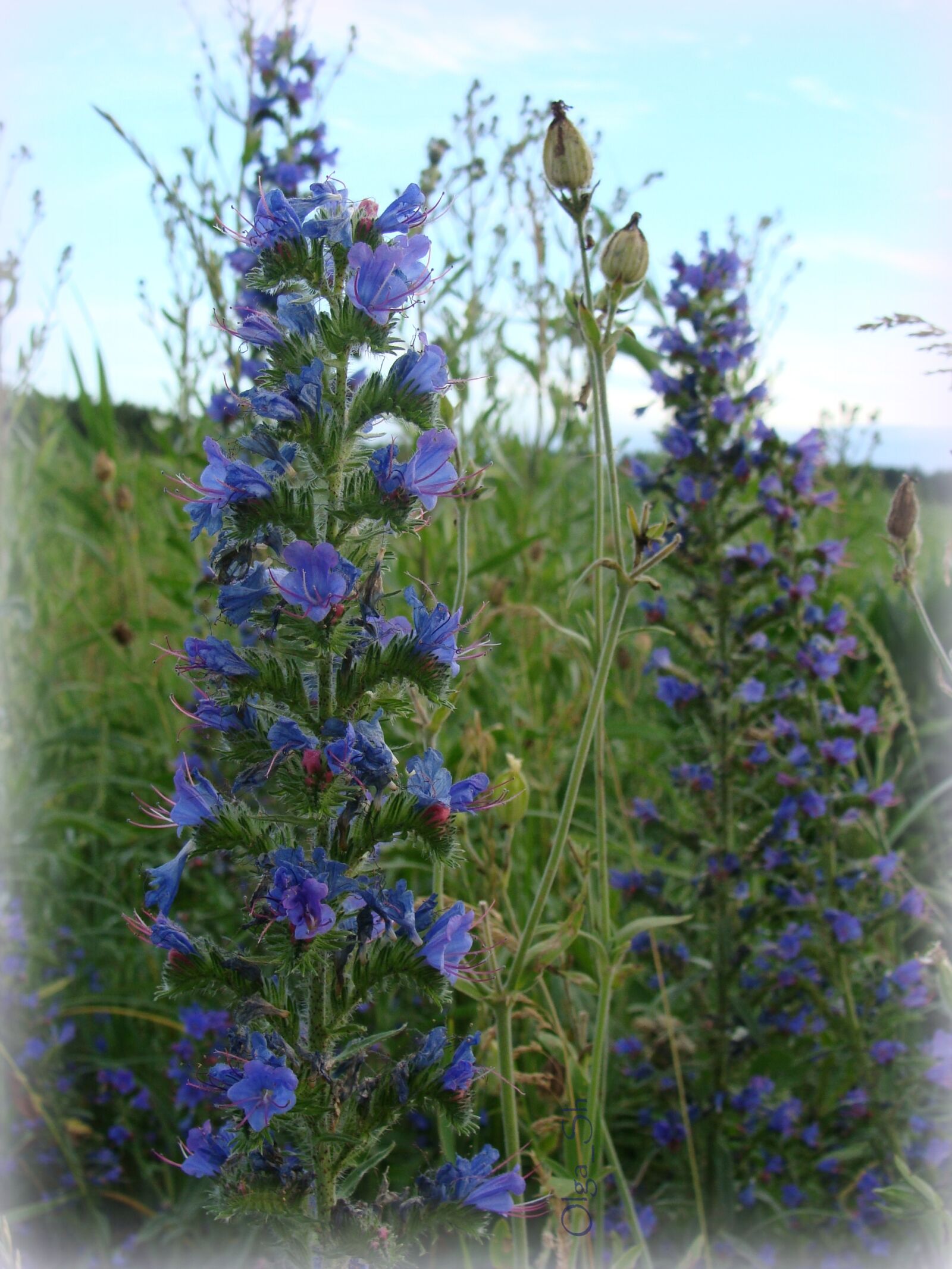 Sony Cyber-shot DSC-H10 sample photo. Blue, flowers, fields photography