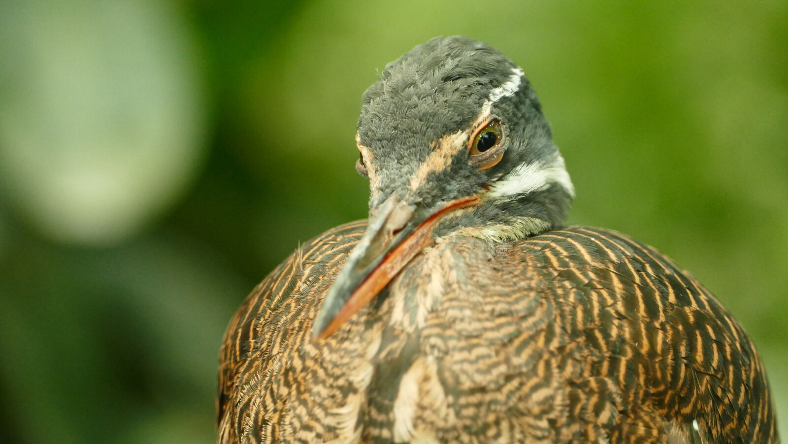 Panasonic Lumix DMC-FZ1000 sample photo. Animal, avian, beak, beautiful photography