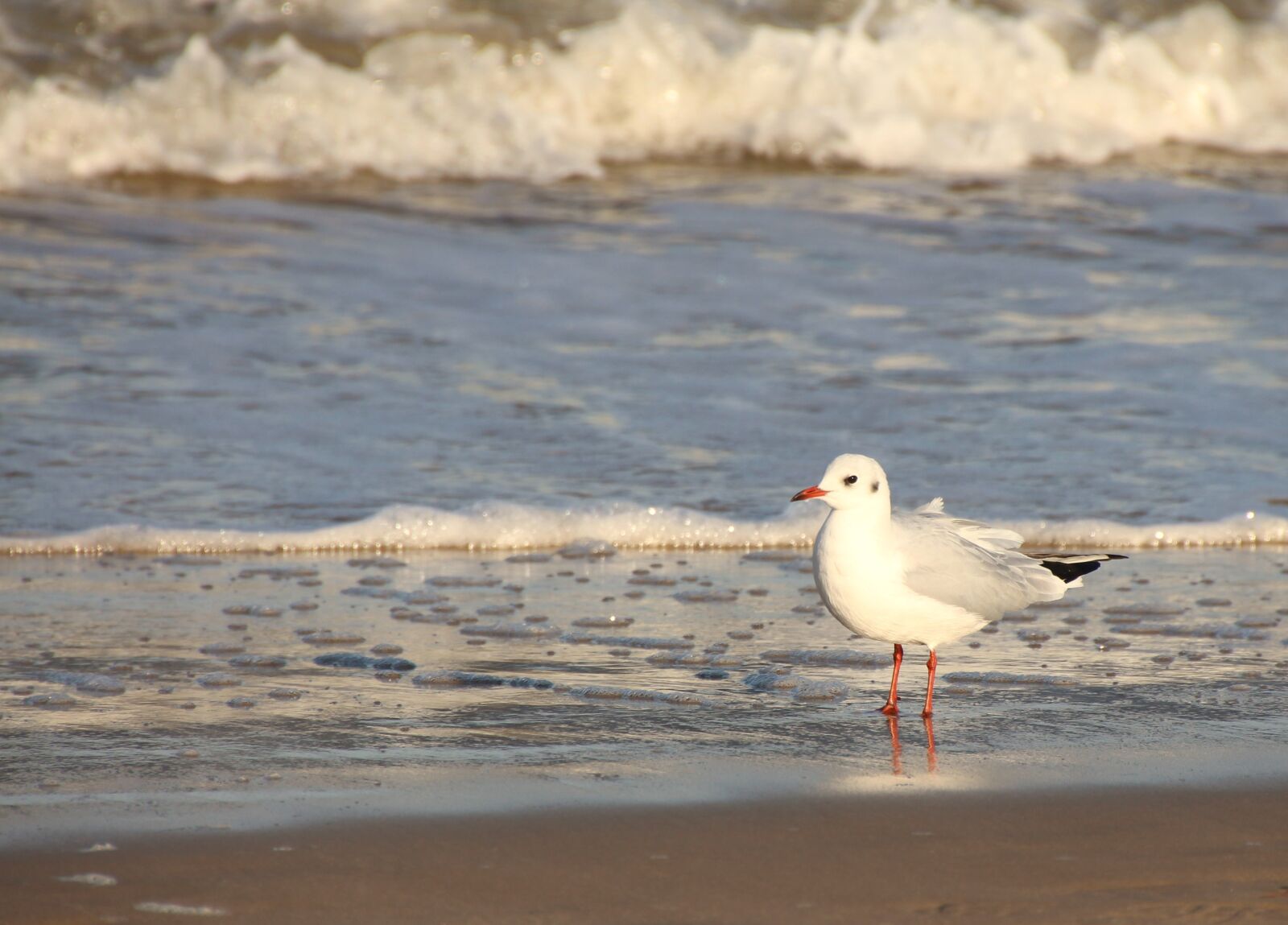 Canon EOS 650D (EOS Rebel T4i / EOS Kiss X6i) sample photo. Seagull, water bird, coast photography