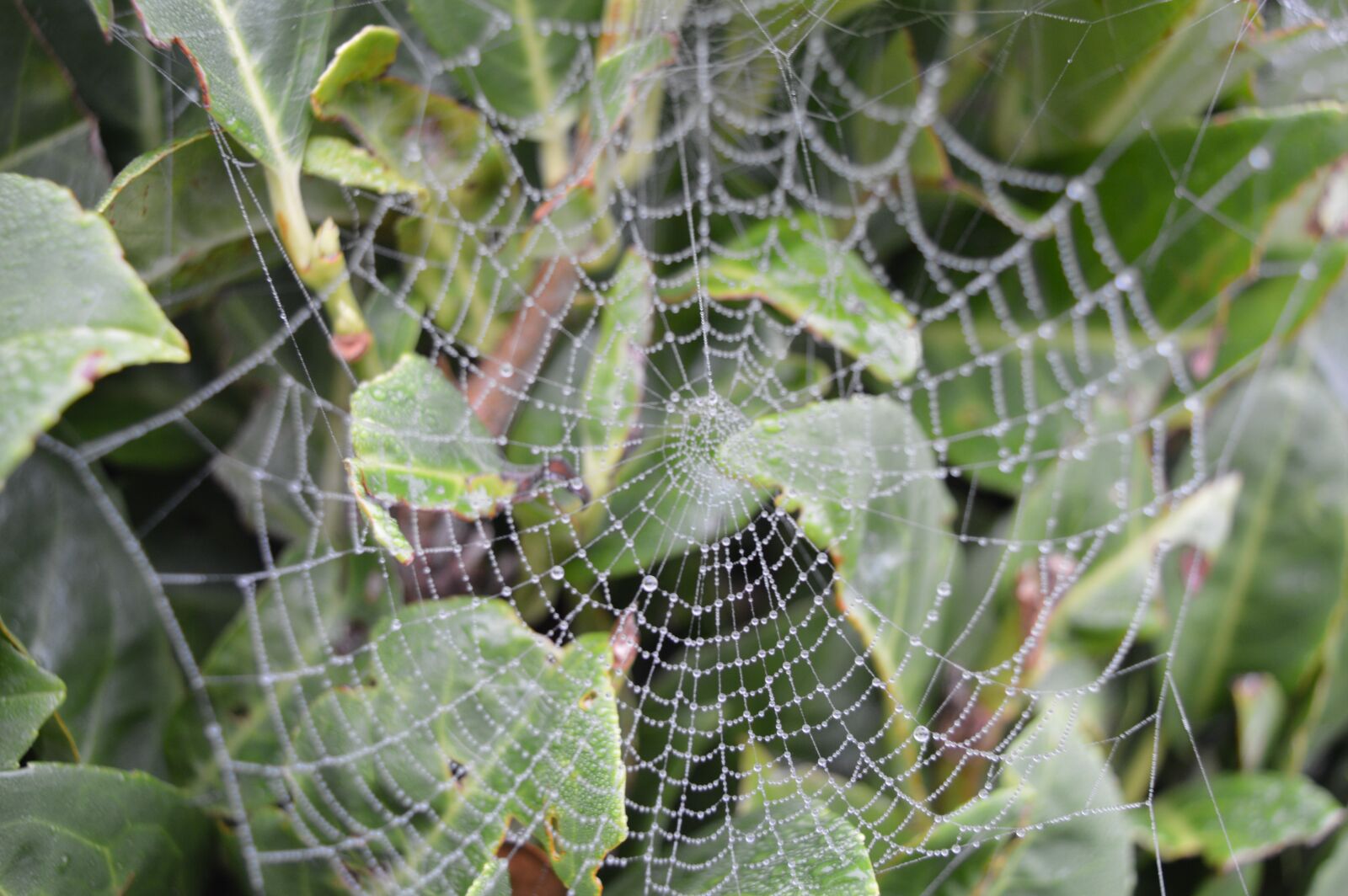 Nikon D3200 sample photo. Web, nature, cobweb photography