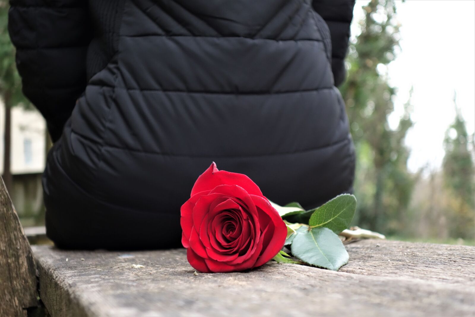 Sony Cyber-shot DSC-RX100 II sample photo. Girl with red rose photography