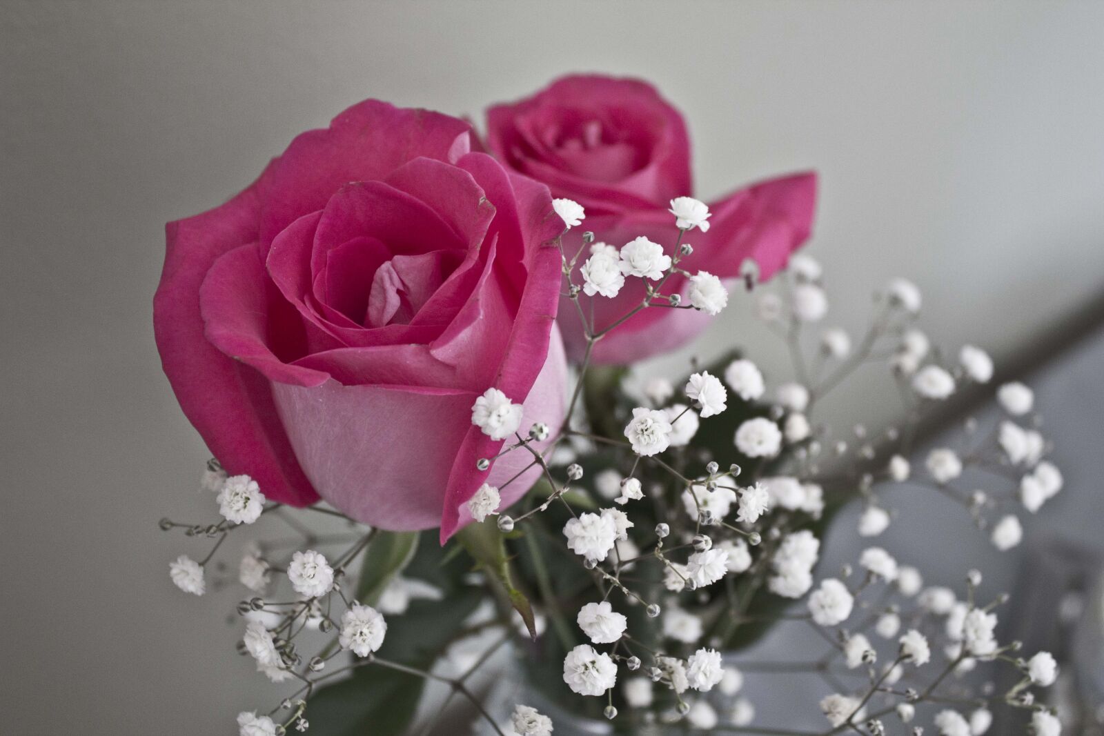 Canon EOS 550D (EOS Rebel T2i / EOS Kiss X4) sample photo. Rose, pink, pinkroses photography