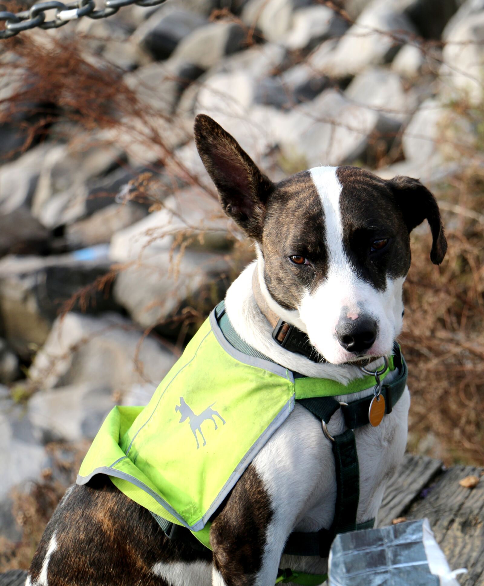 Canon EOS 70D sample photo. Dog, vest, outside photography