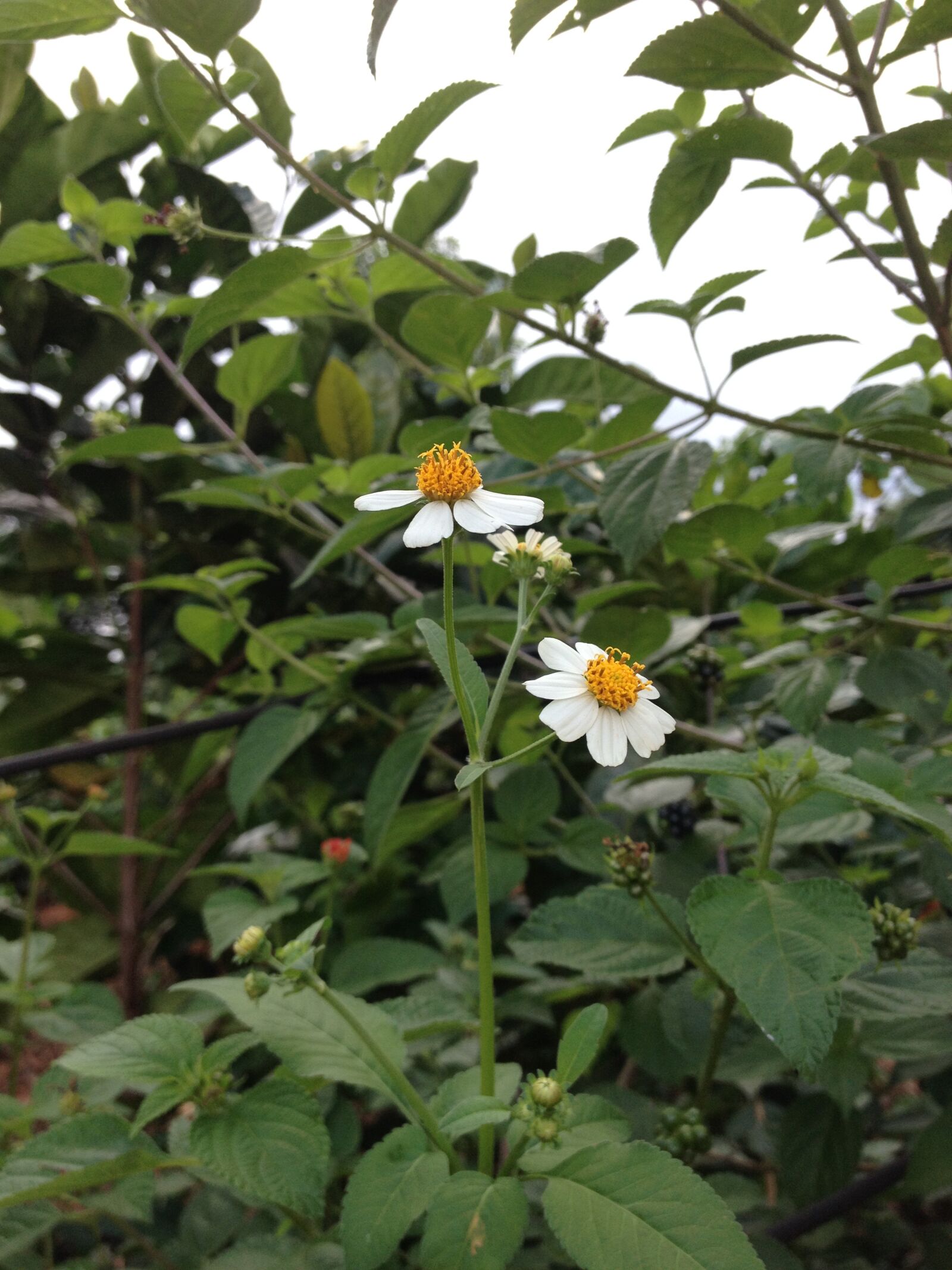 iPhone 4S back camera 4.28mm f/2.4 sample photo. Hoa, la, canh photography
