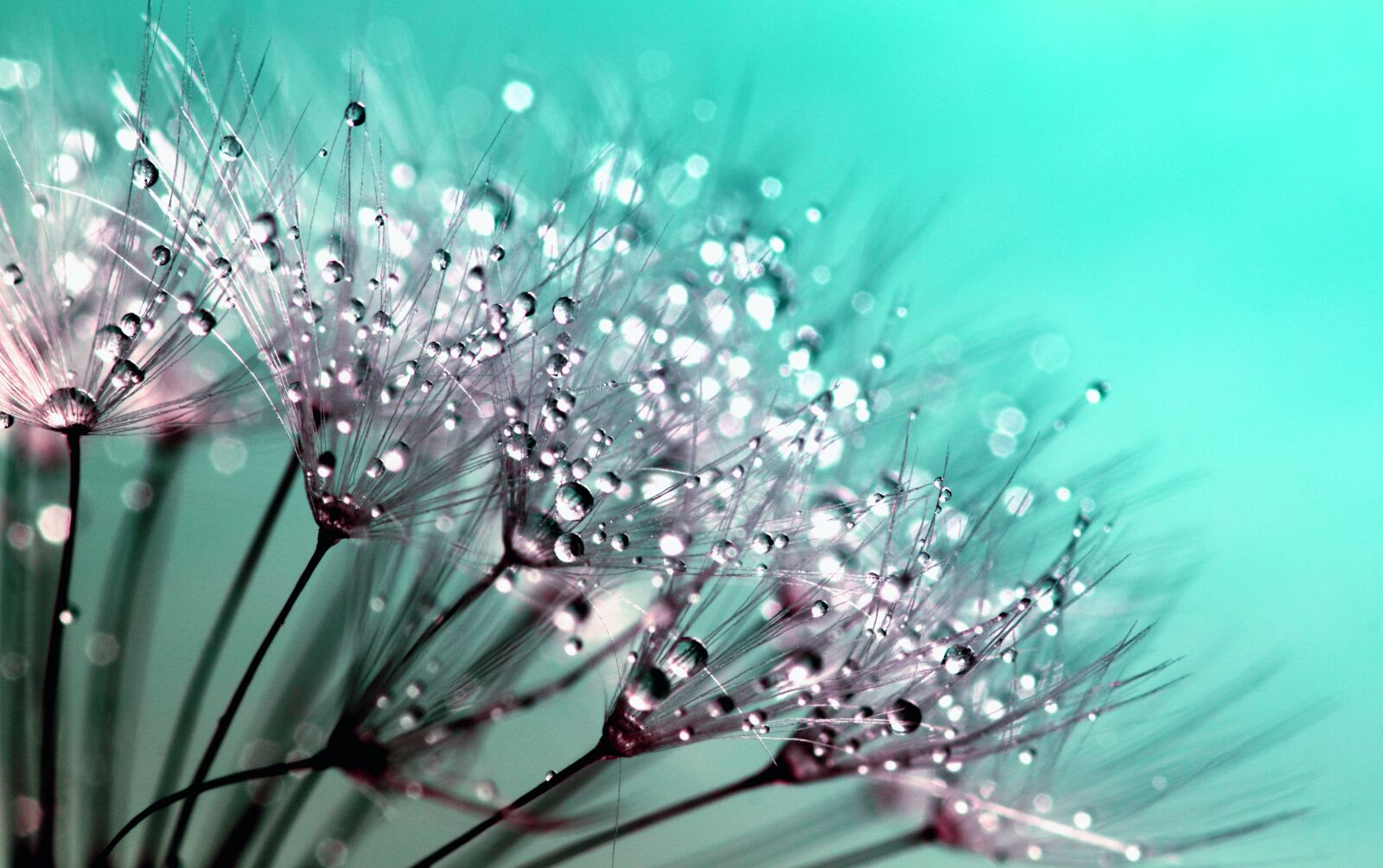 Canon EOS 550D (EOS Rebel T2i / EOS Kiss X4) sample photo. Petaled, flowers, with, dew photography