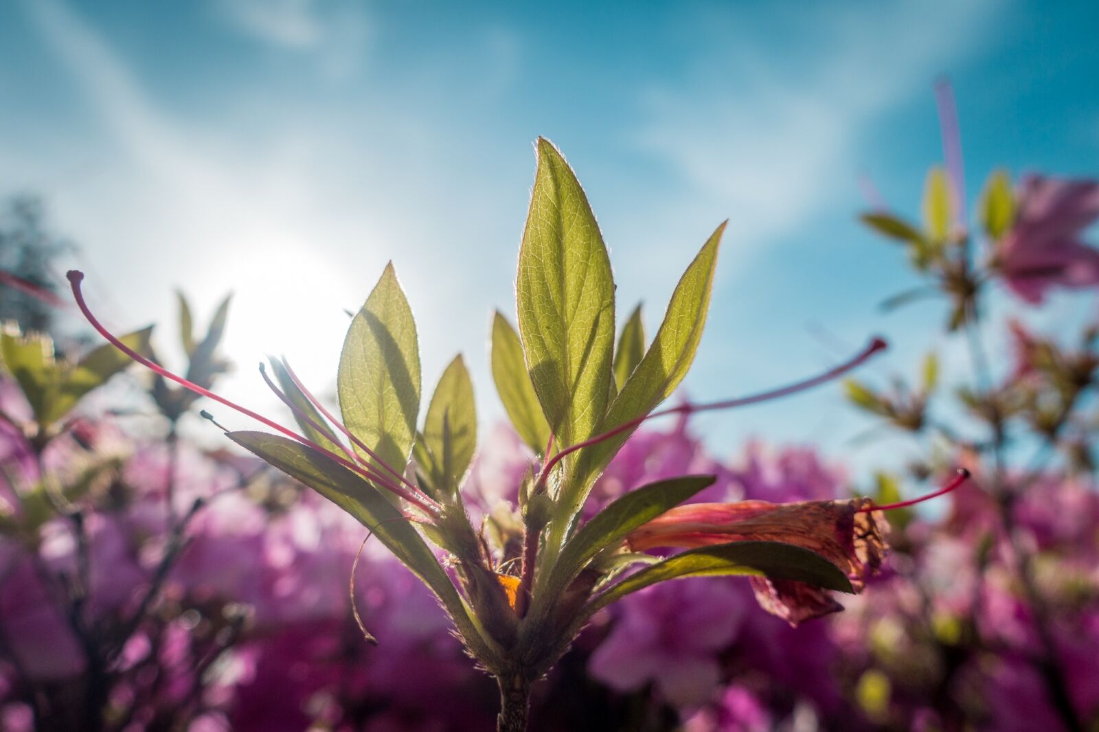 Sony Cyber-shot DSC-RX100 III sample photo. Flower, sky, blue photography
