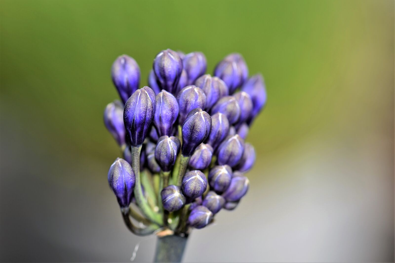 Nikon D5500 sample photo. Agapanthus, flower, blossom photography