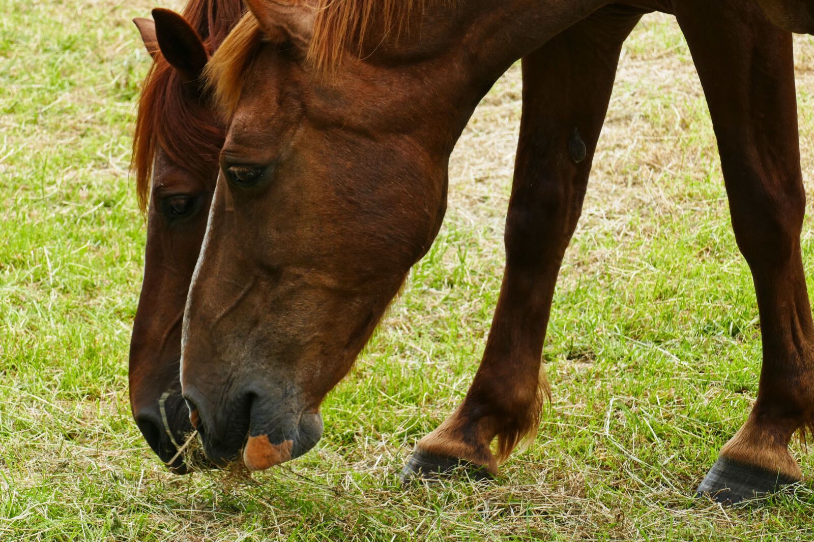 Panasonic Lumix DMC-FZ1000 sample photo. Horse, horses, horsehead photography