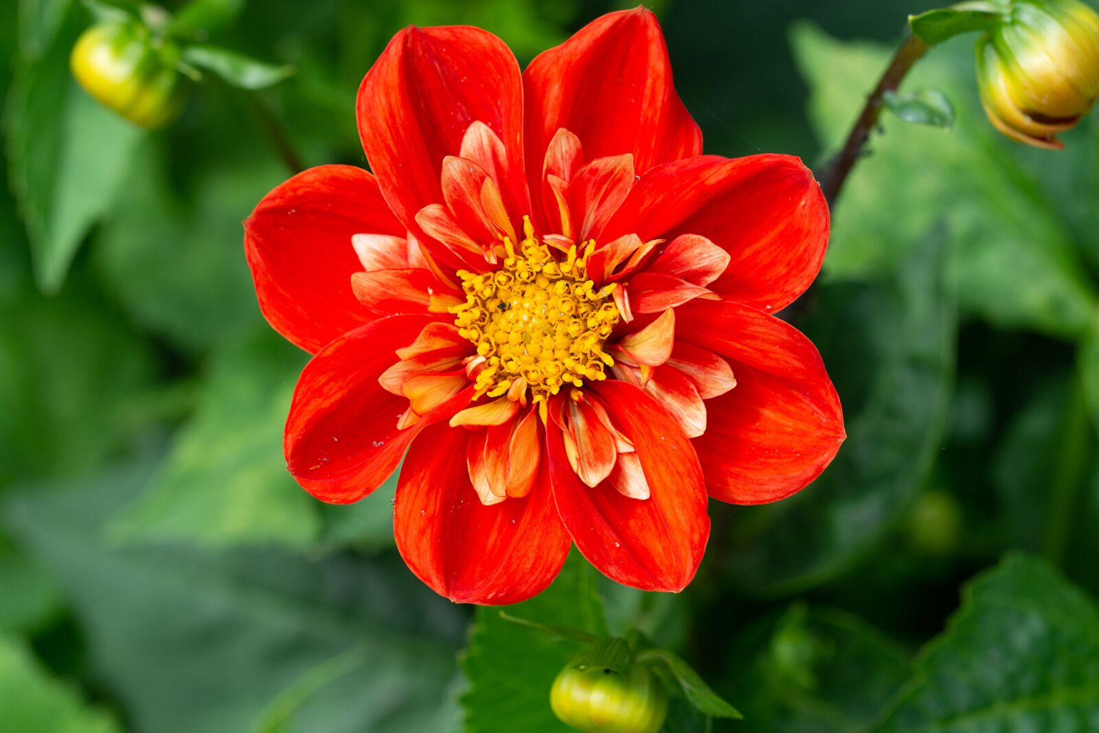 Nikon D7100 sample photo. Flower, orange, orange flower photography